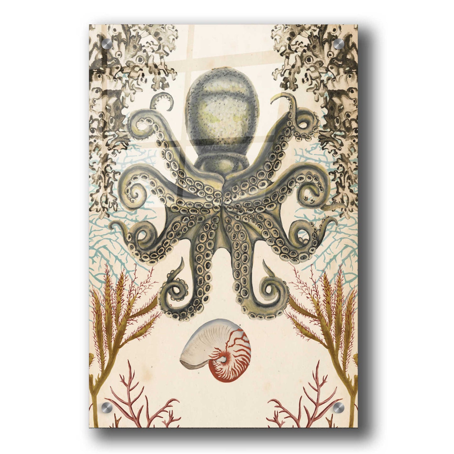Epic Art 'Antiquarian Menagerie-Octopus' by Naomi McCavitt, Acrylic Glass Wall Art,24x36