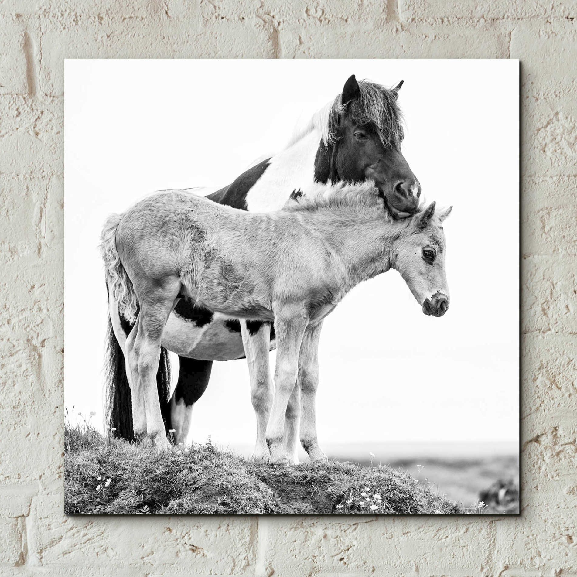 Epic Art 'BandW Horses I' by PH Burchett, Acrylic Glass Wall Art,12x12