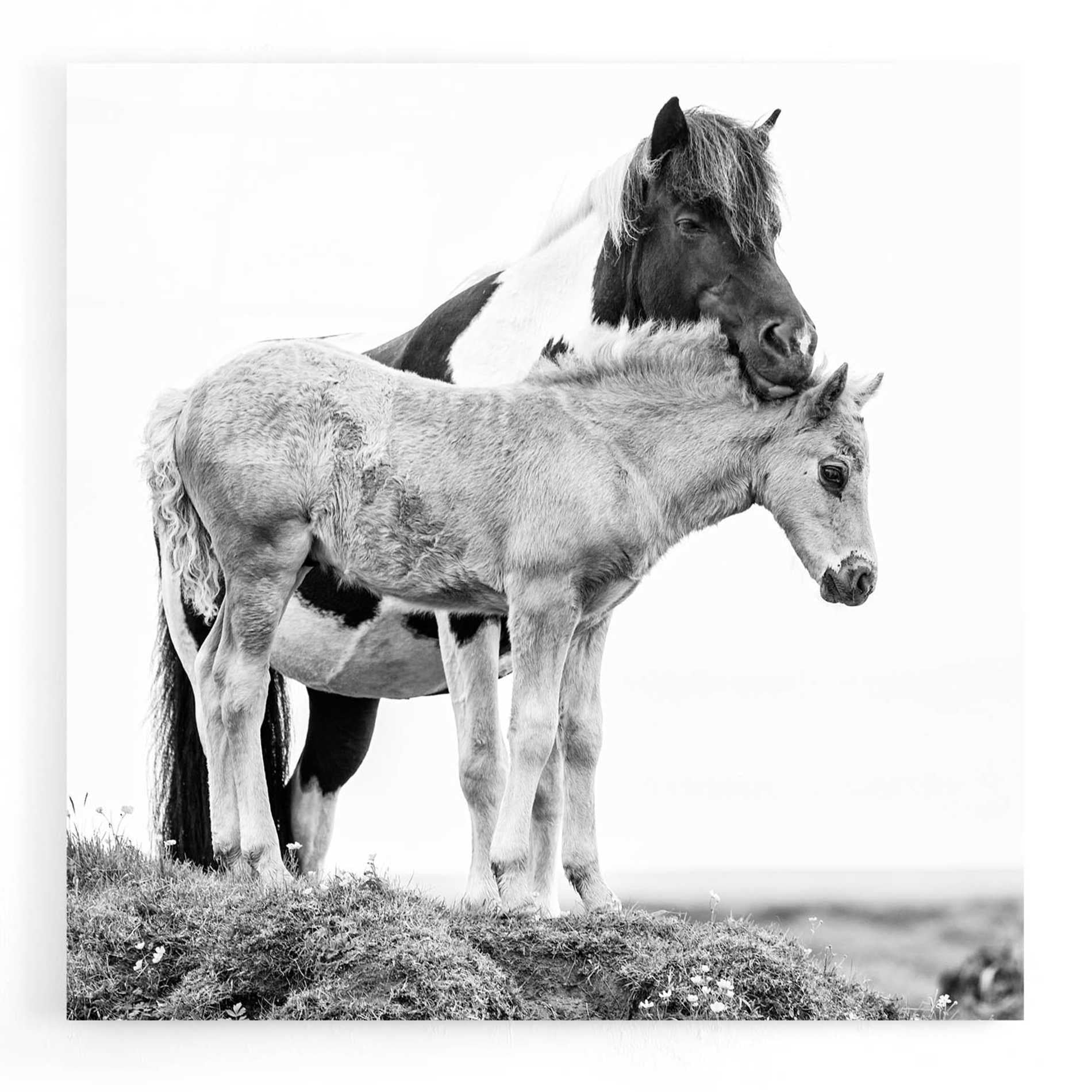 Epic Art 'BandW Horses I' by PH Burchett, Acrylic Glass Wall Art,12x12