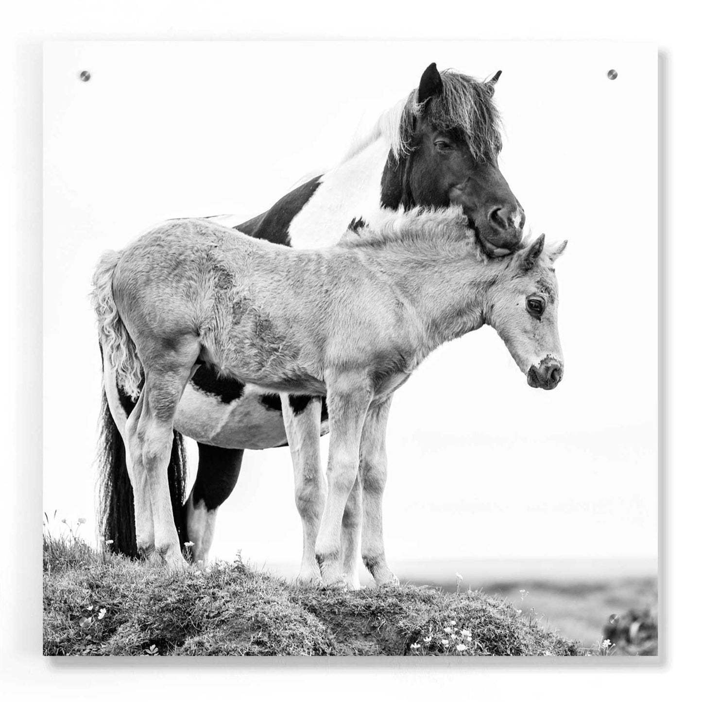Epic Art 'BandW Horses I' by PH Burchett, Acrylic Glass Wall Art,24x24