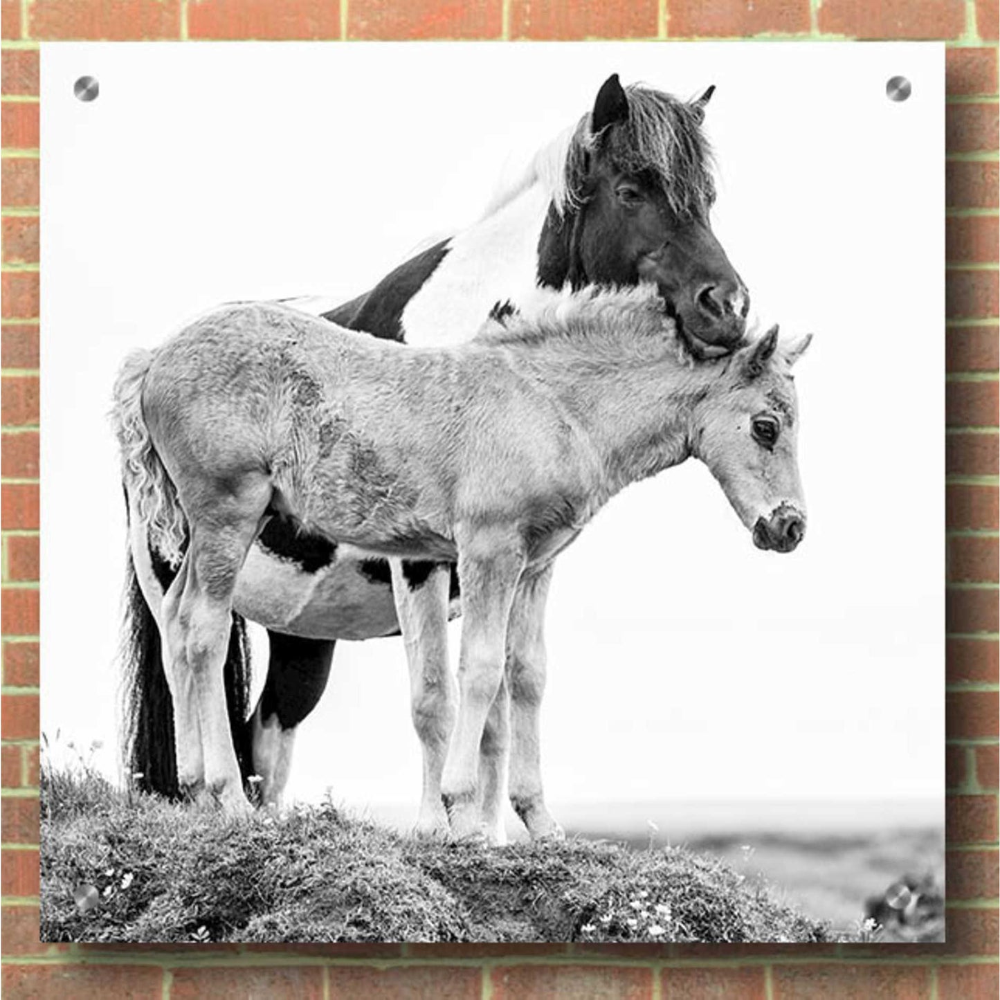 Epic Art 'BandW Horses I' by PH Burchett, Acrylic Glass Wall Art,36x36