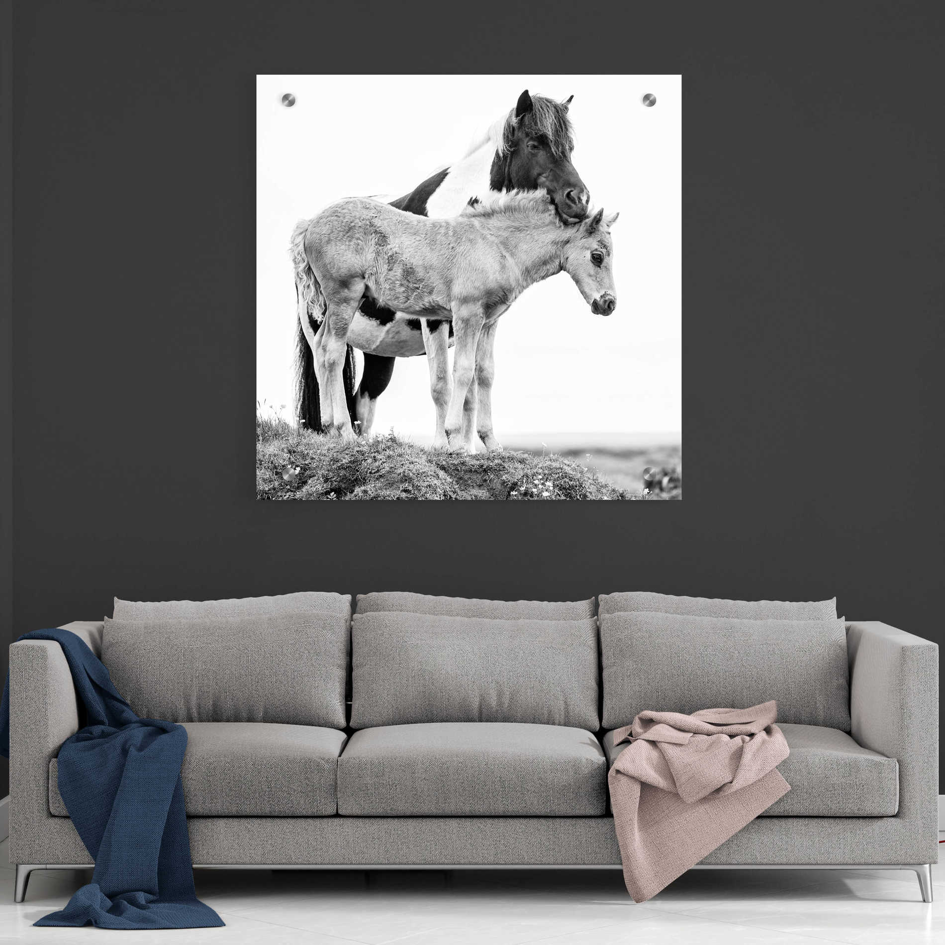 Epic Art 'BandW Horses I' by PH Burchett, Acrylic Glass Wall Art,36x36