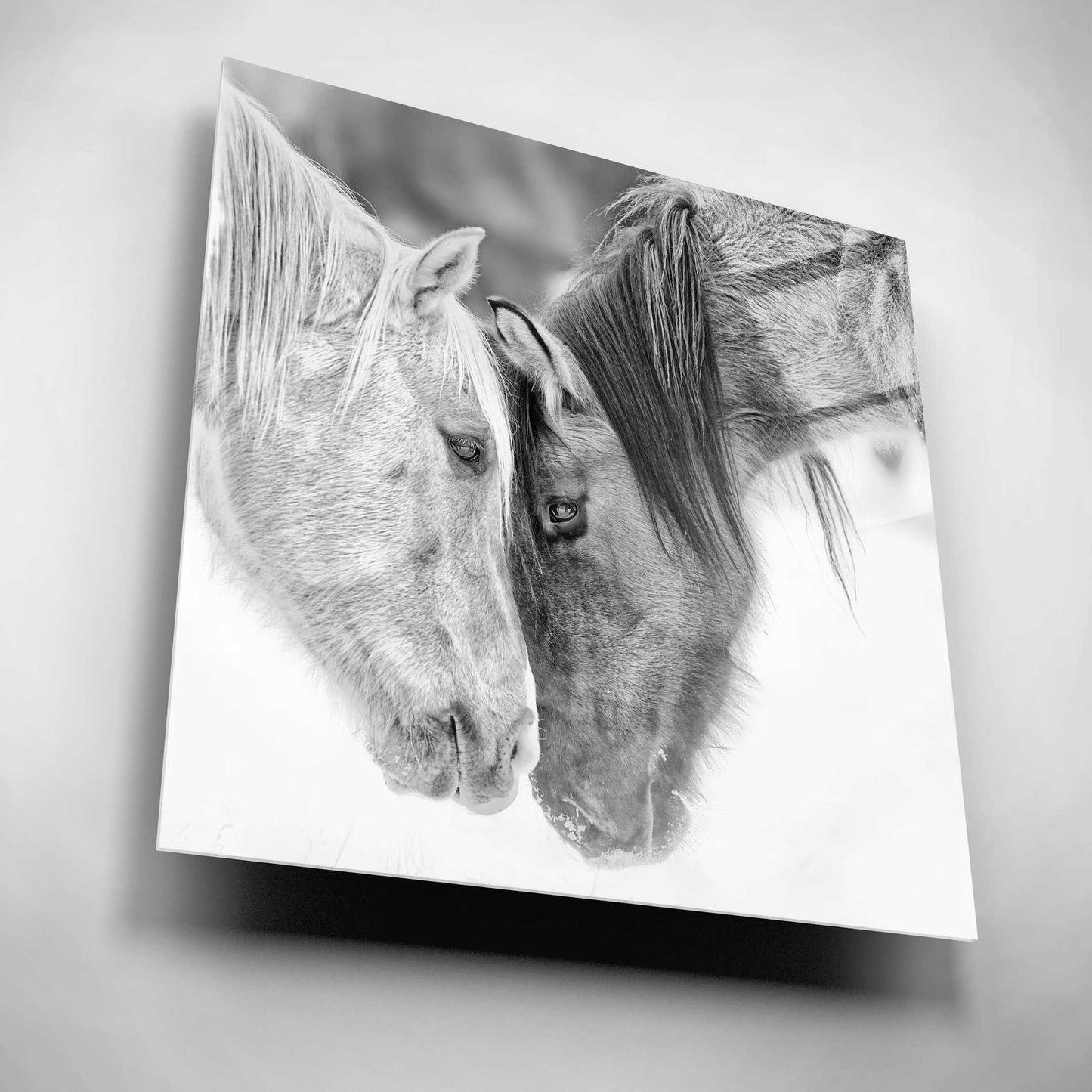 Epic Art 'BandW Horses VII' by PH Burchett, Acrylic Glass Wall Art,12x12