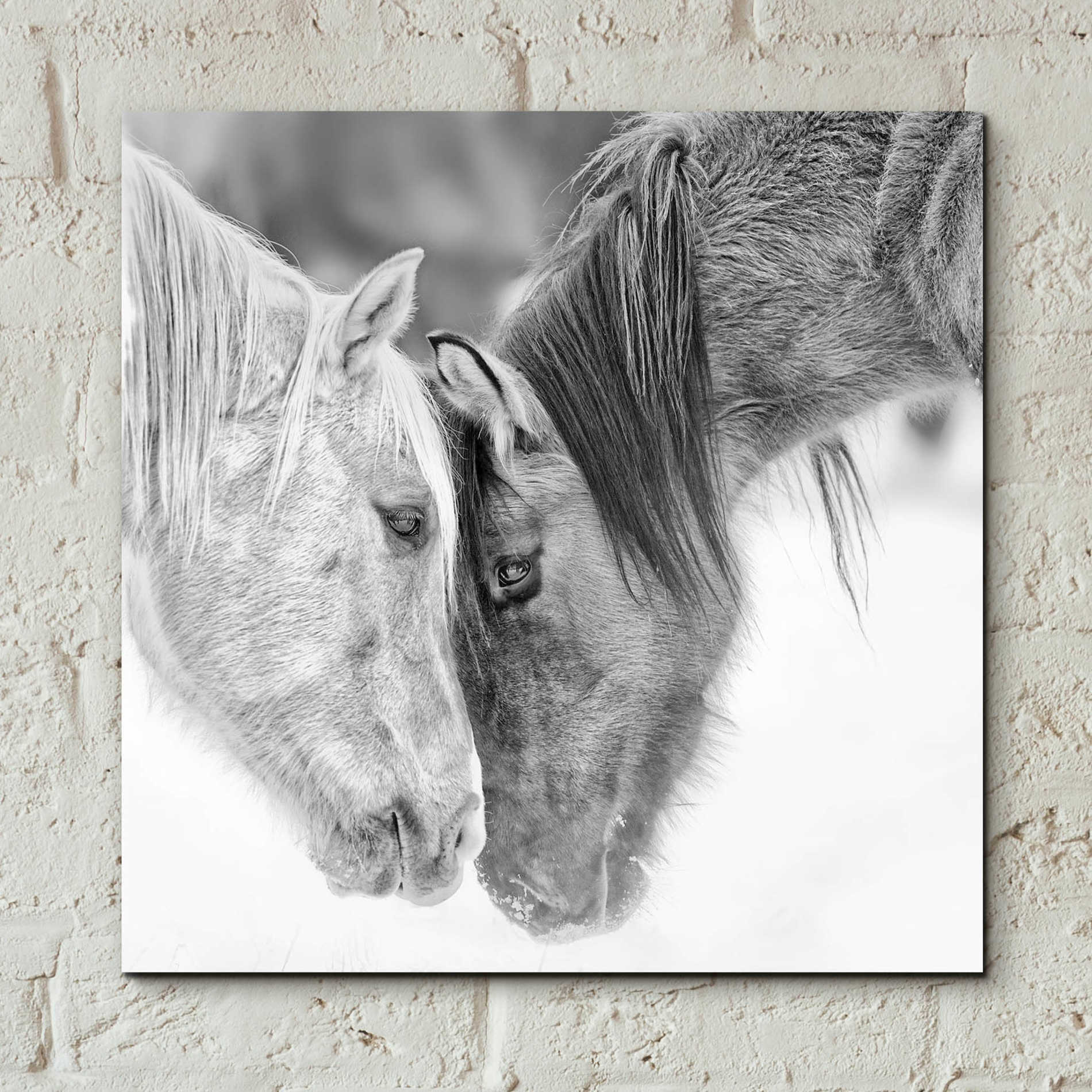 Epic Art 'BandW Horses VII' by PH Burchett, Acrylic Glass Wall Art,12x12