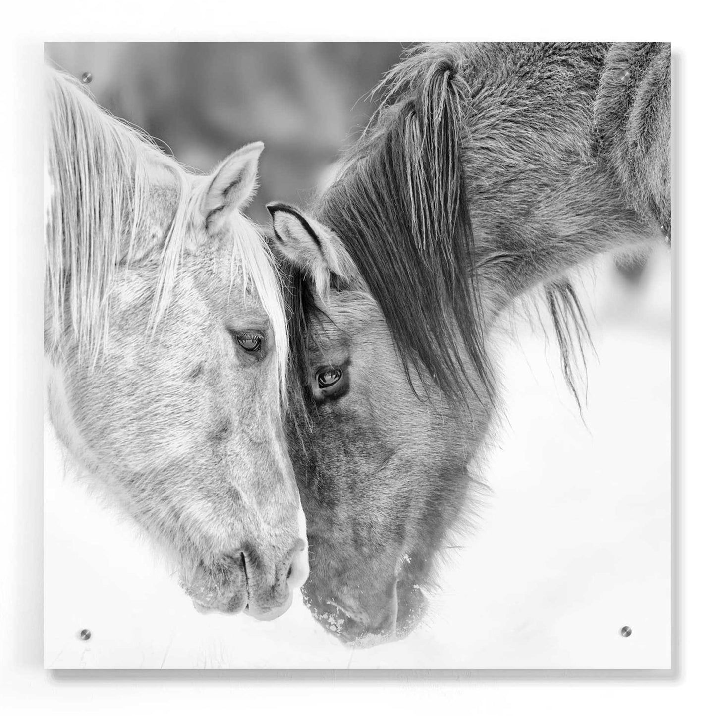 Epic Art 'BandW Horses VII' by PH Burchett, Acrylic Glass Wall Art,24x24