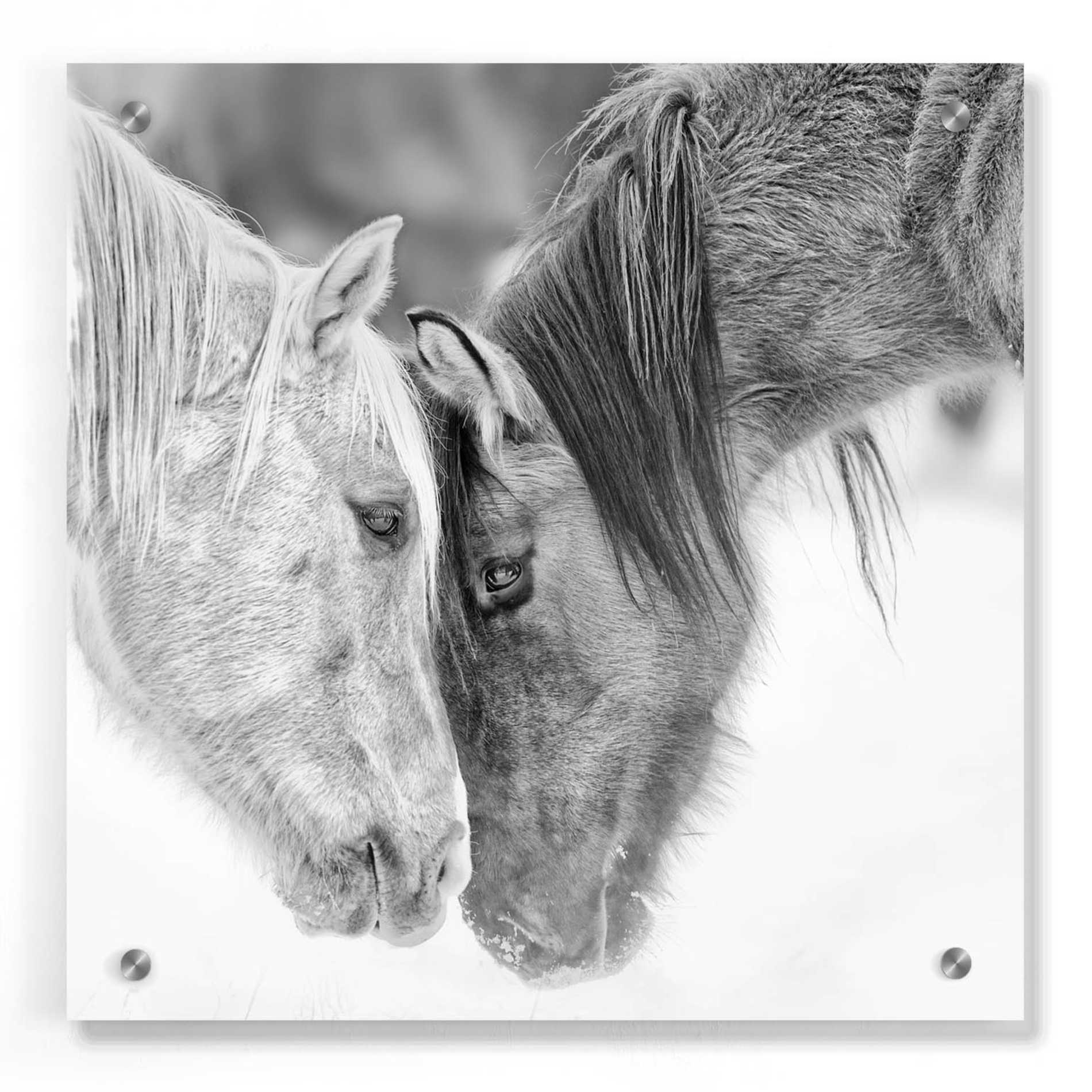 Epic Art 'BandW Horses VII' by PH Burchett, Acrylic Glass Wall Art,36x36