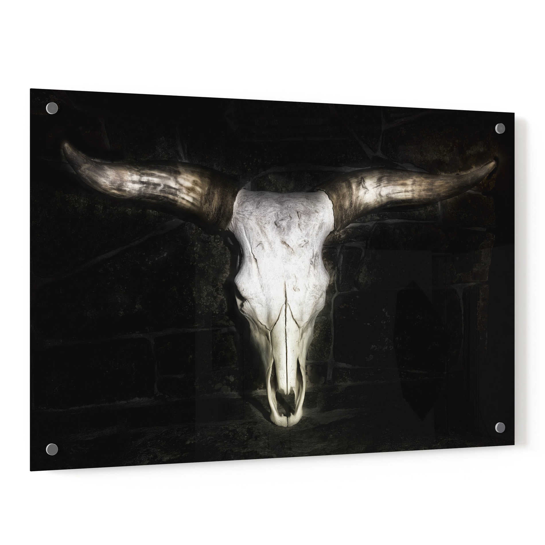 Epic Art 'Cow Skull' by PH Burchett, Acrylic Glass Wall Art,36x24