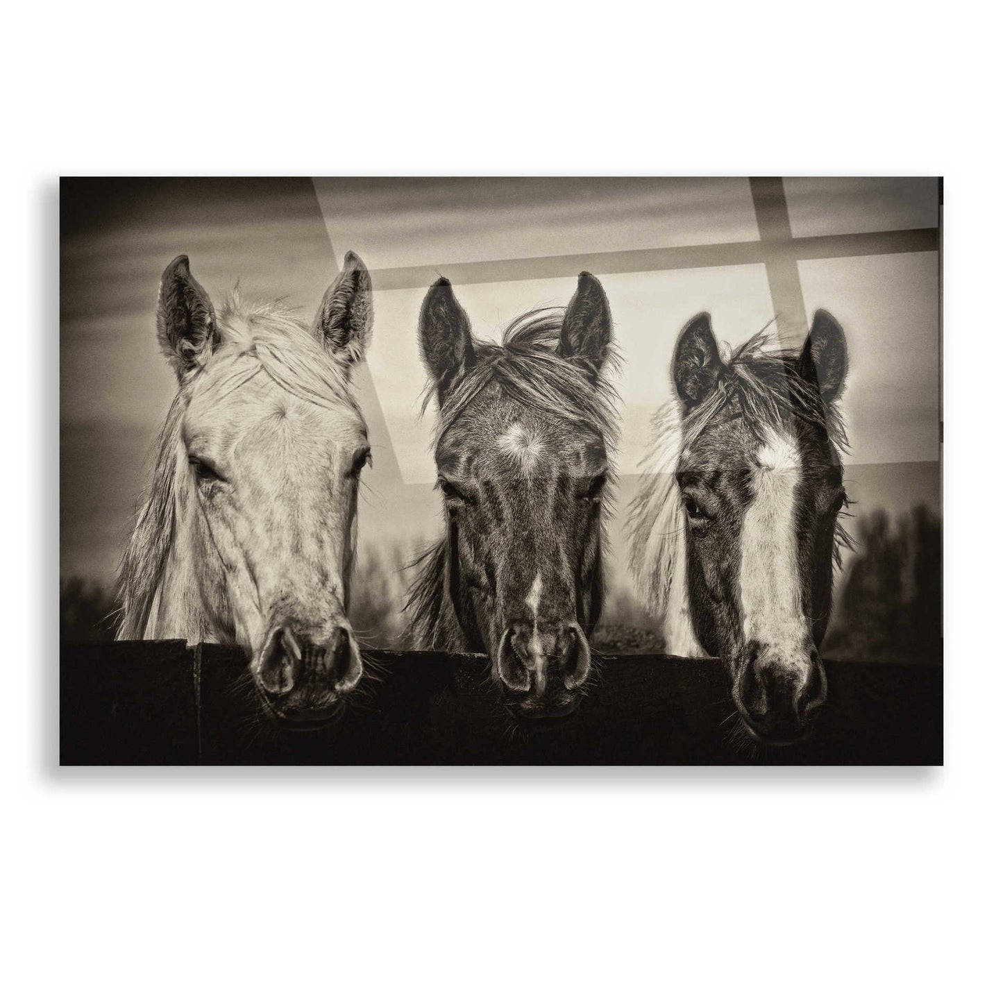 Epic Art 'Three Amigos I' by PH Burchett, Acrylic Glass Wall Art,16x12