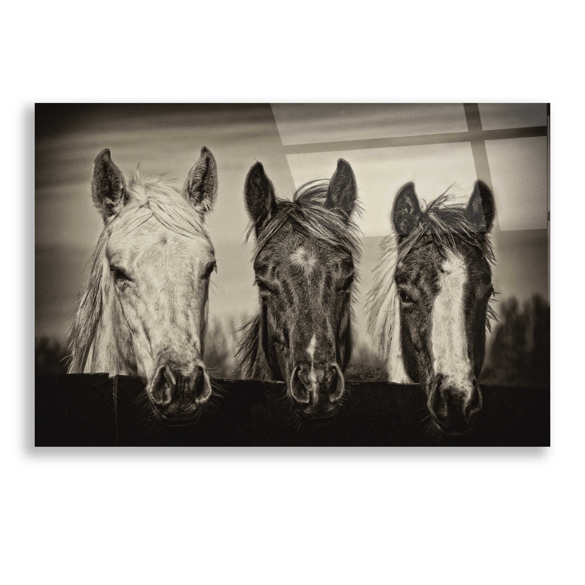 Epic Art 'Three Amigos I' by PH Burchett, Acrylic Glass Wall Art,24x16