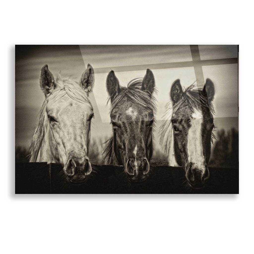 Epic Art 'Three Amigos I' by PH Burchett, Acrylic Glass Wall Art