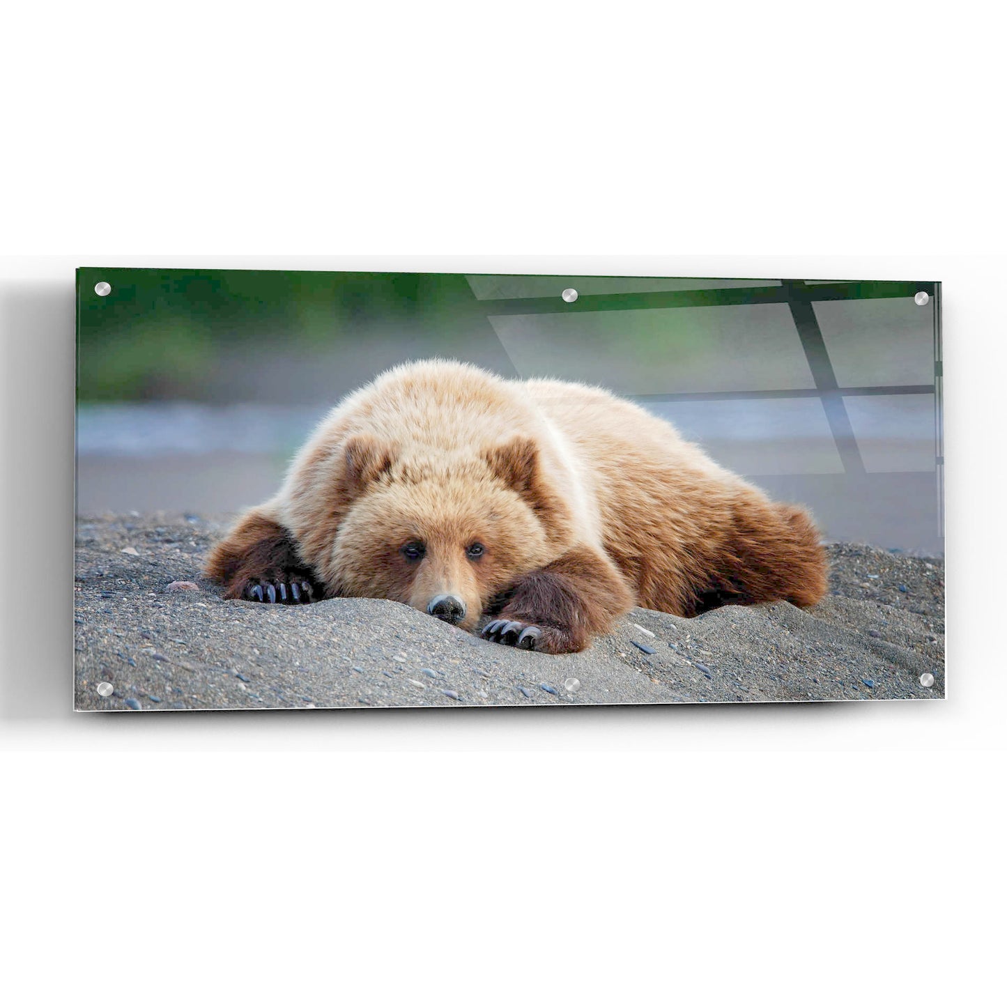 Epic Art 'Bear Life X' by PH Burchett, Acrylic Glass Wall Art,48x24