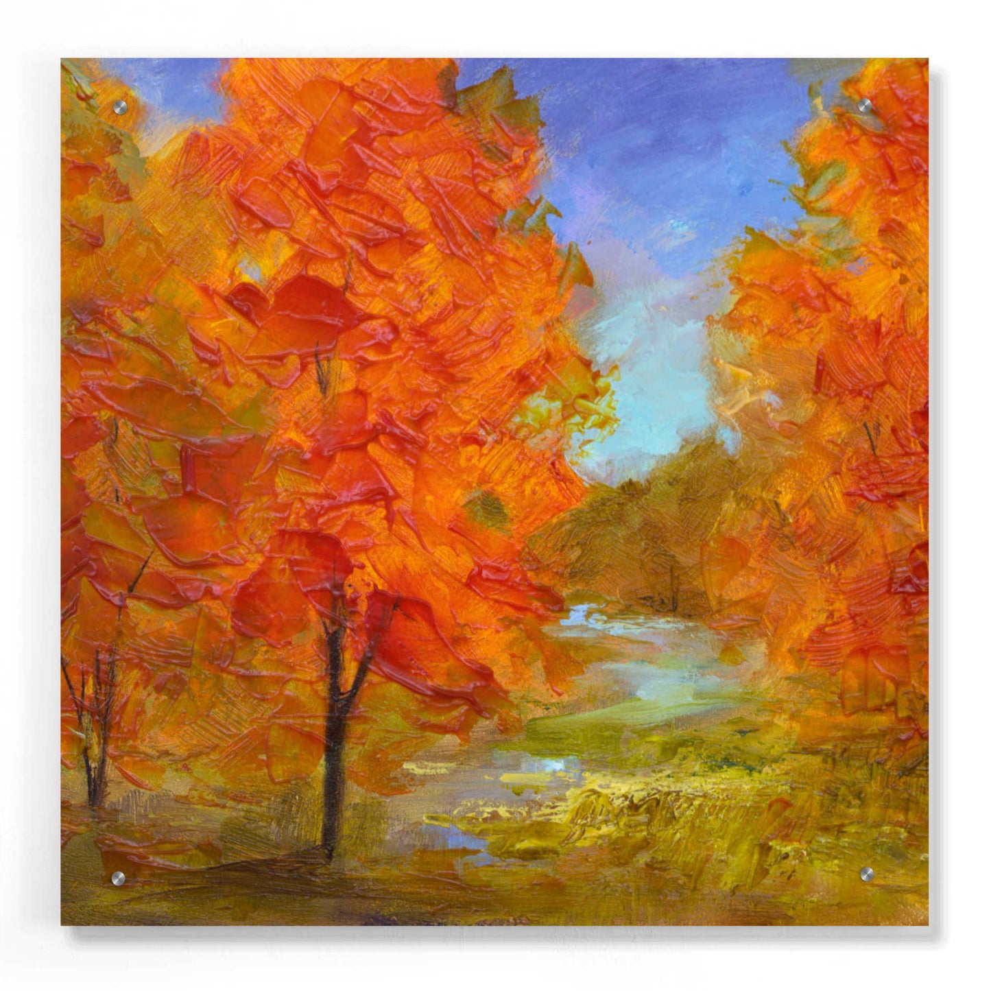 Epic Art 'Burst of Autumn Color' by Sheila Finch, Acrylic Glass Wall Art,24x24