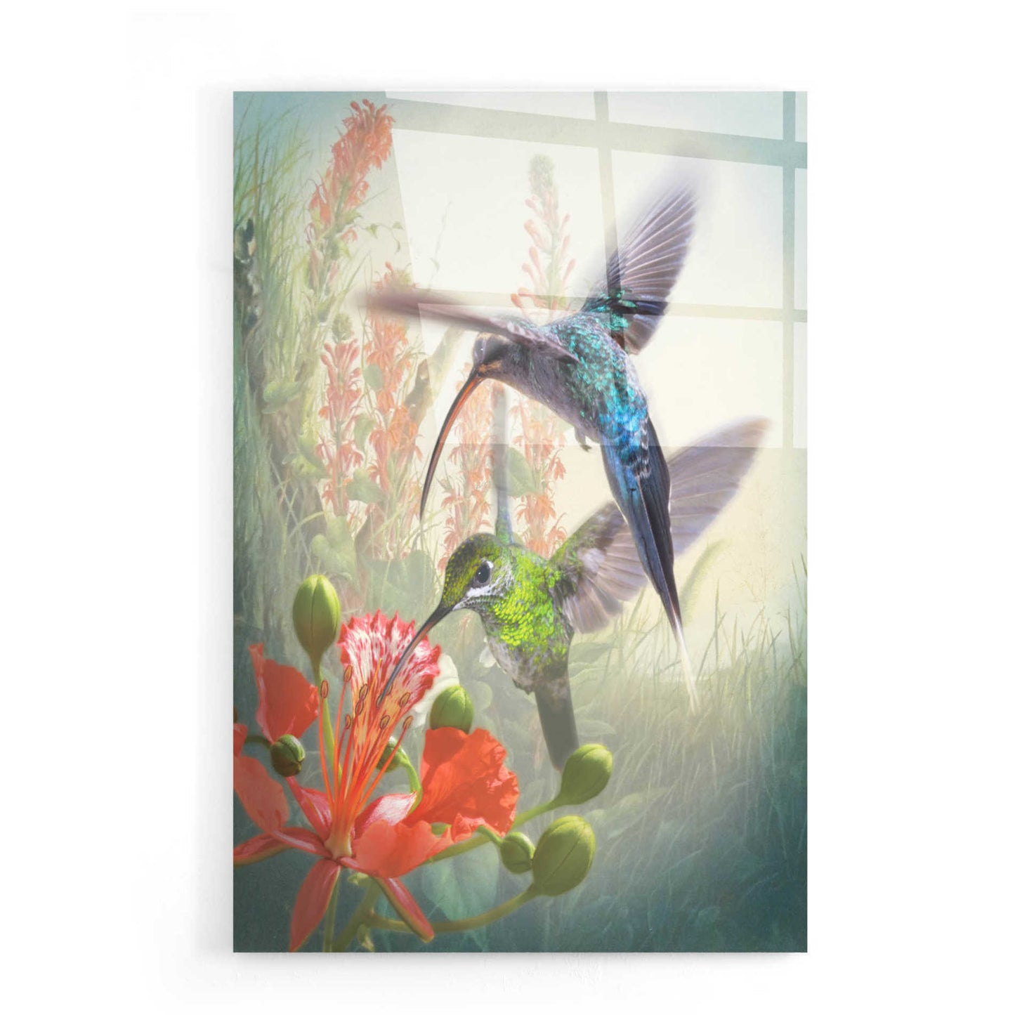 Epic Art 'Hummingbird Cycle I' by Steve Hunziker, Acrylic Glass Wall Art,16x24
