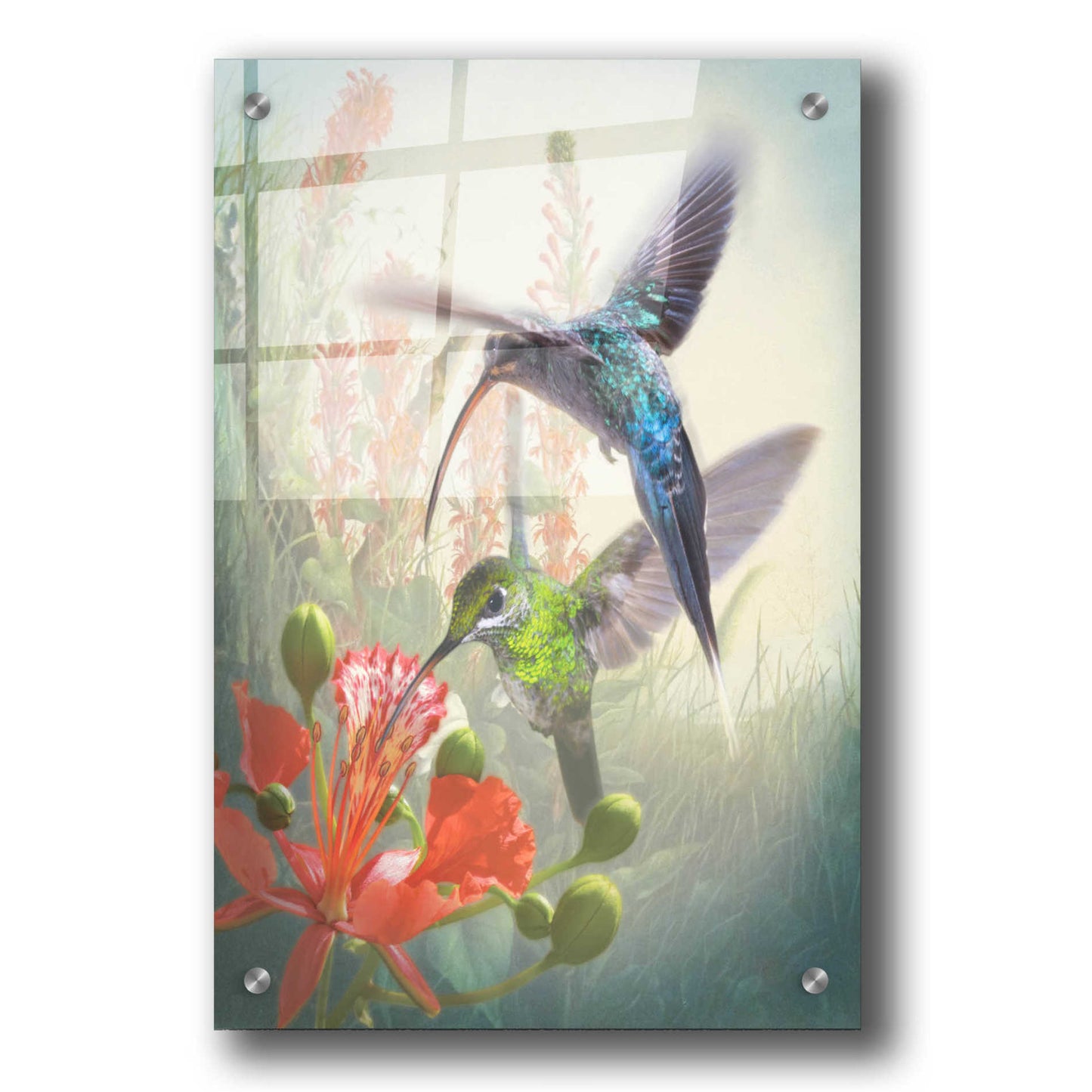 Epic Art 'Hummingbird Cycle I' by Steve Hunziker, Acrylic Glass Wall Art,24x36