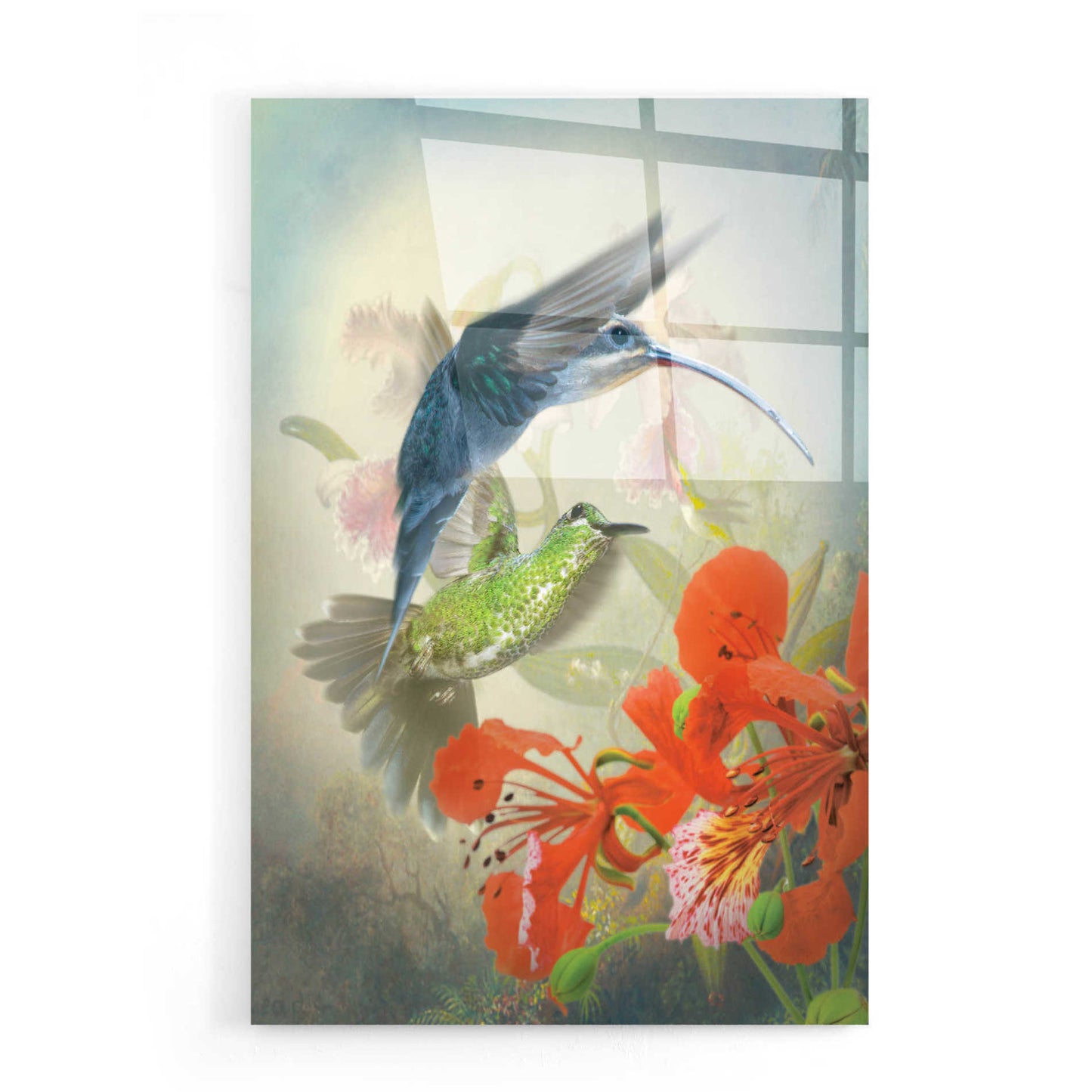 Epic Art 'Hummingbird Cycle II' by Steve Hunziker, Acrylic Glass Wall Art,16x24