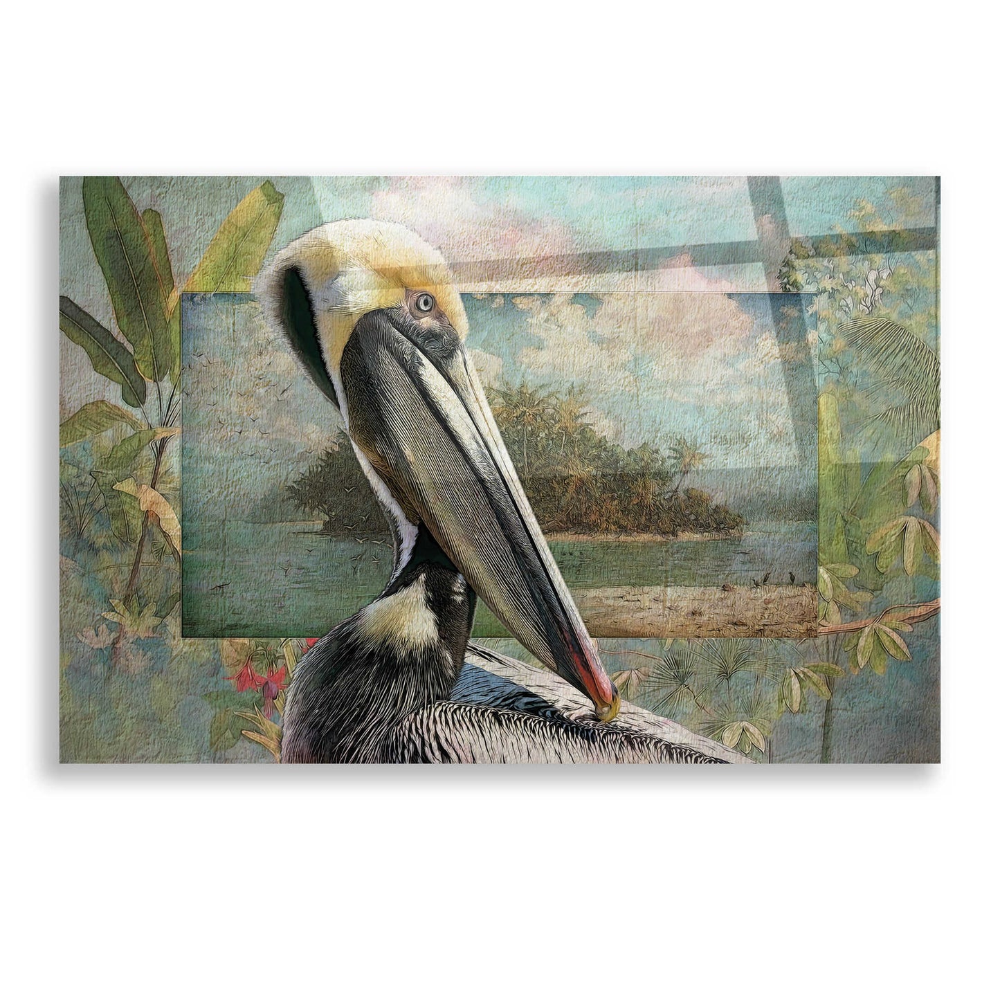 Epic Art 'Pelican Paradise II' by Steve Hunziker, Acrylic Glass Wall Art,16x12