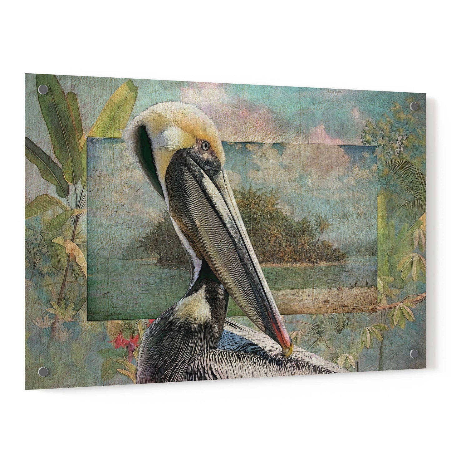 Epic Art 'Pelican Paradise II' by Steve Hunziker, Acrylic Glass Wall Art,36x24