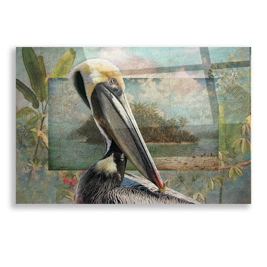 Epic Art 'Pelican Paradise II' by Steve Hunziker, Acrylic Glass Wall Art