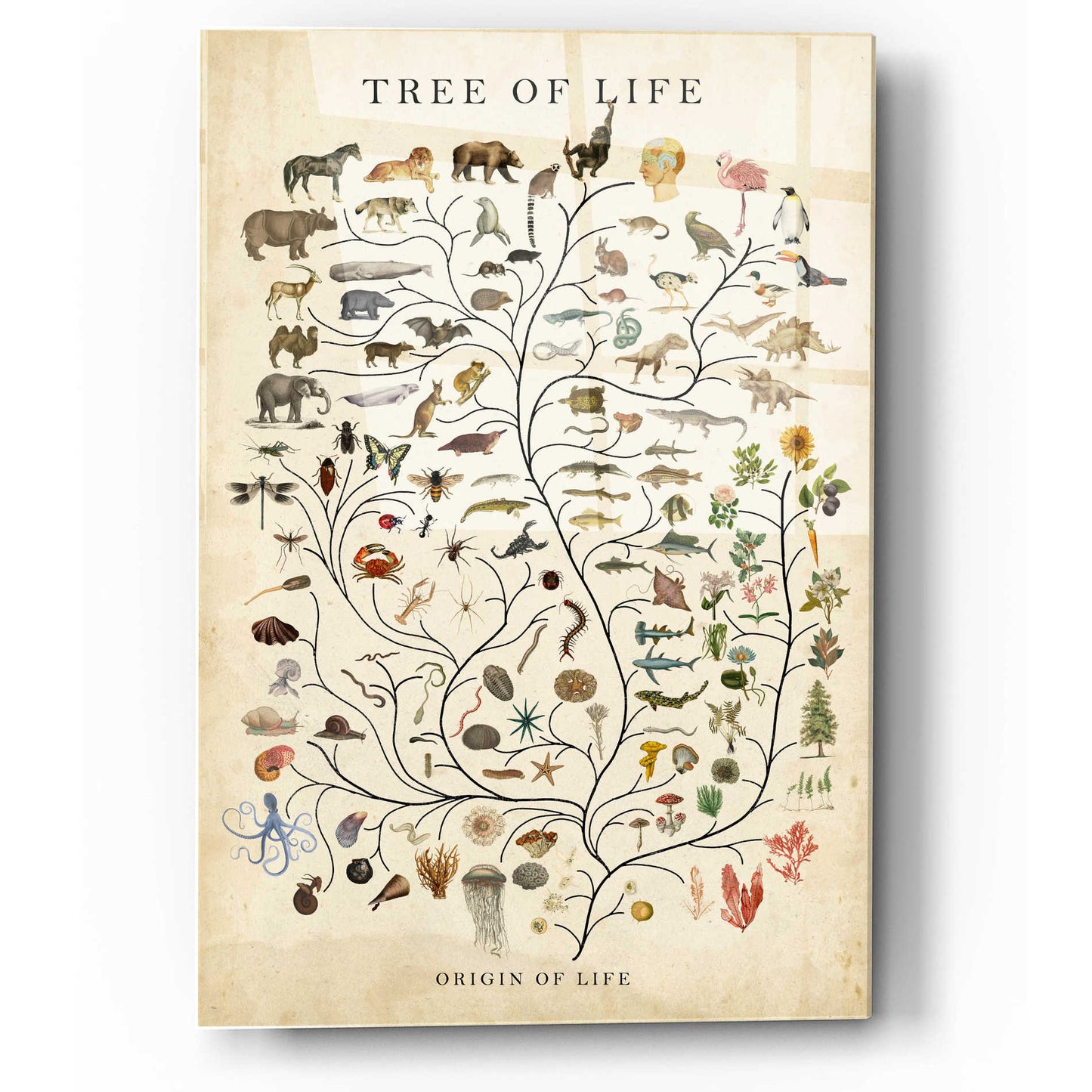 Epic Art 'Tree of Life' by Studio W, Acrylic Glass Wall Art,12x16