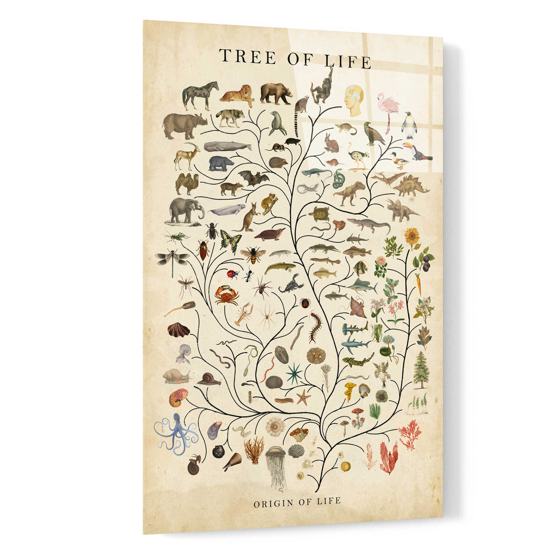 Epic Art 'Tree of Life' by Studio W, Acrylic Glass Wall Art,16x24