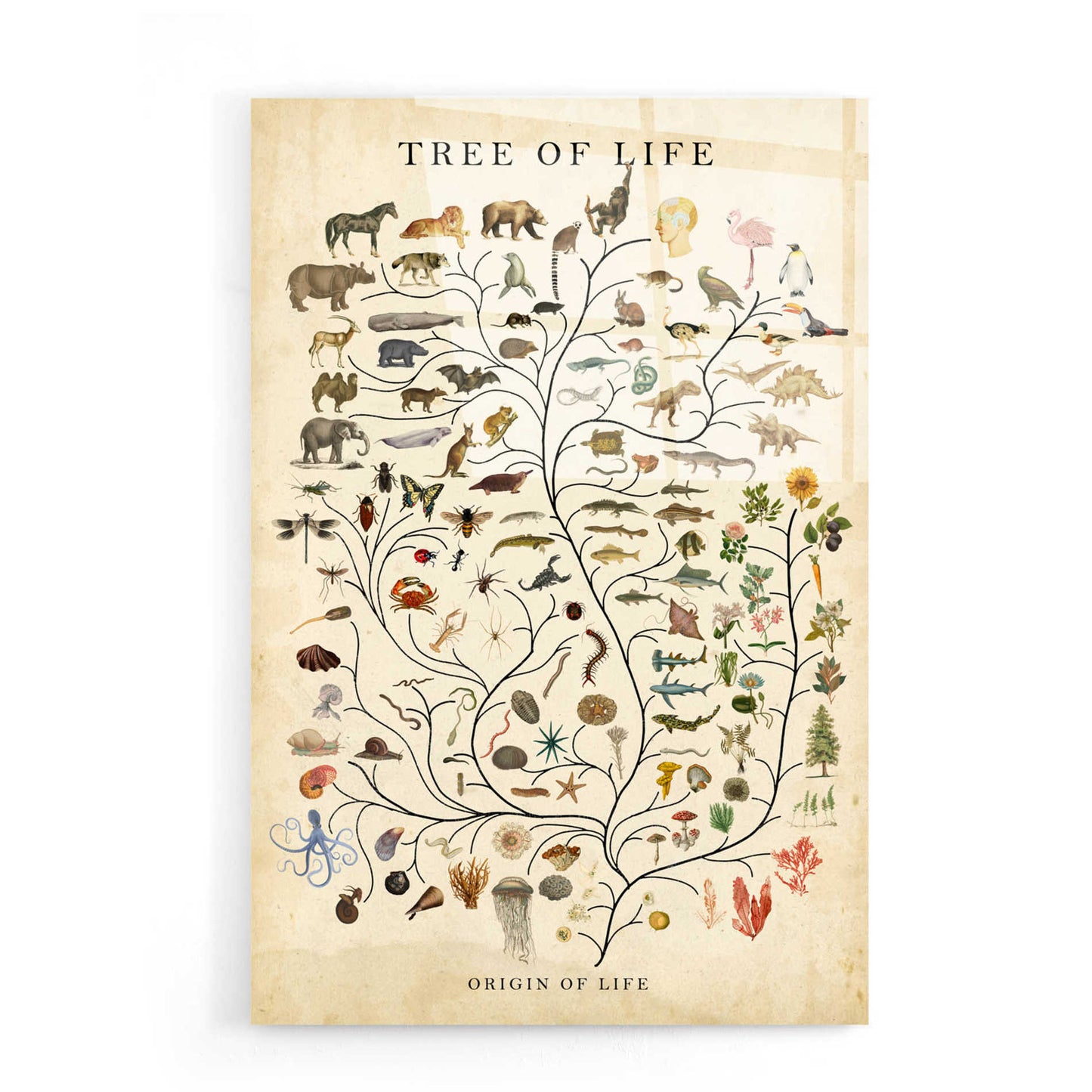 Epic Art 'Tree of Life' by Studio W, Acrylic Glass Wall Art,16x24