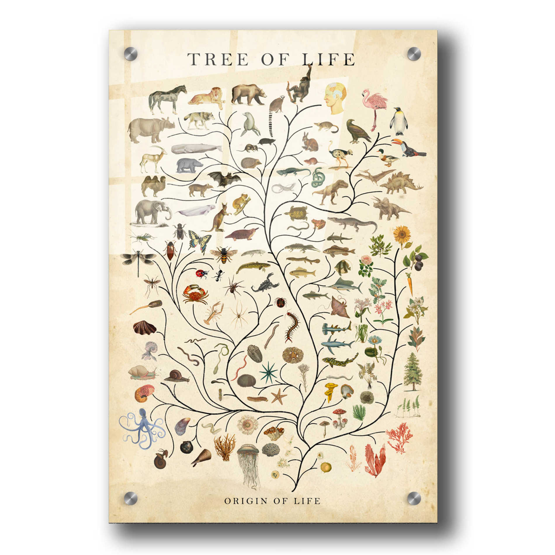 Epic Art 'Tree of Life' by Studio W, Acrylic Glass Wall Art,24x36