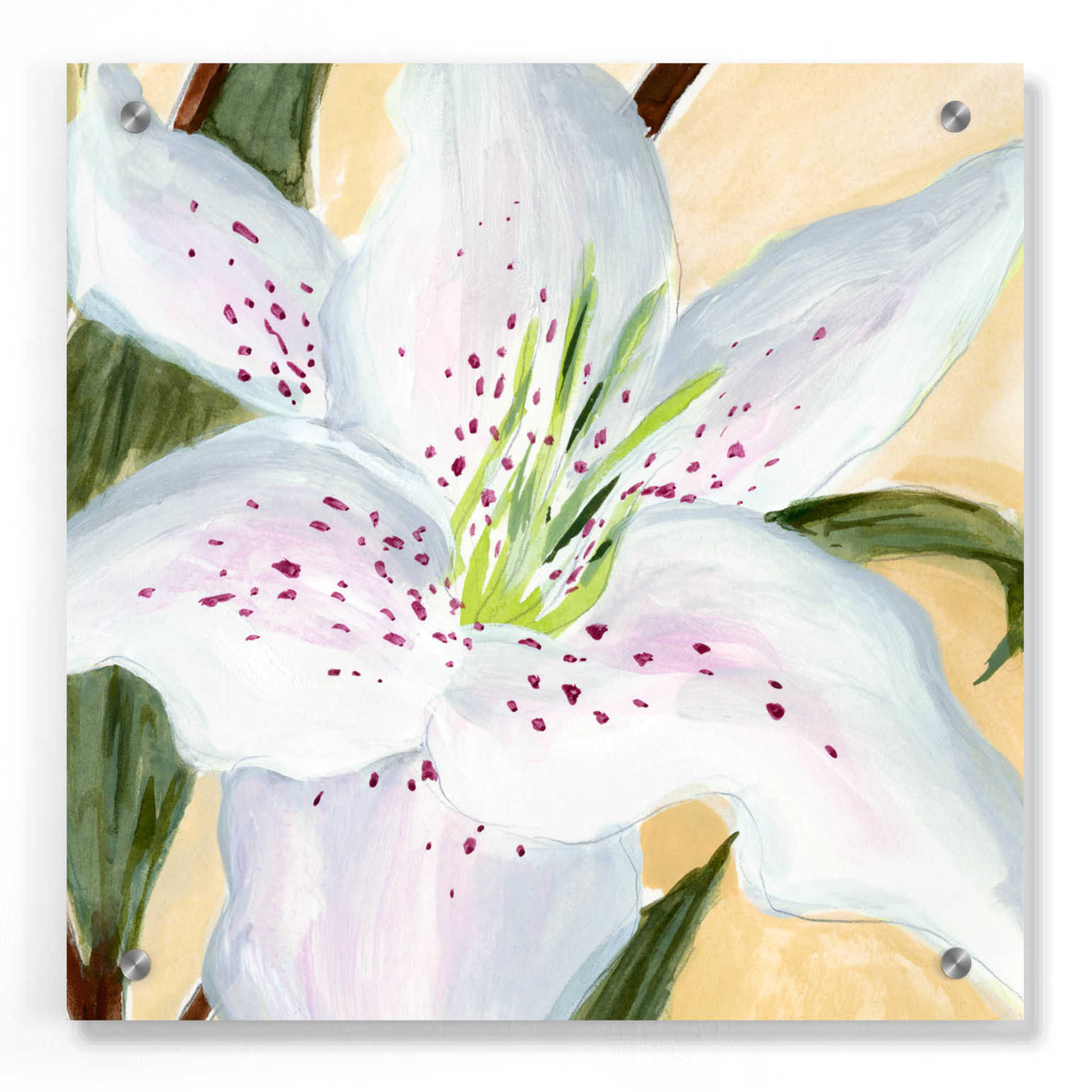 Epic Art 'White Lily I' by Annie Warren, Acrylic Glass Wall Art,36x36