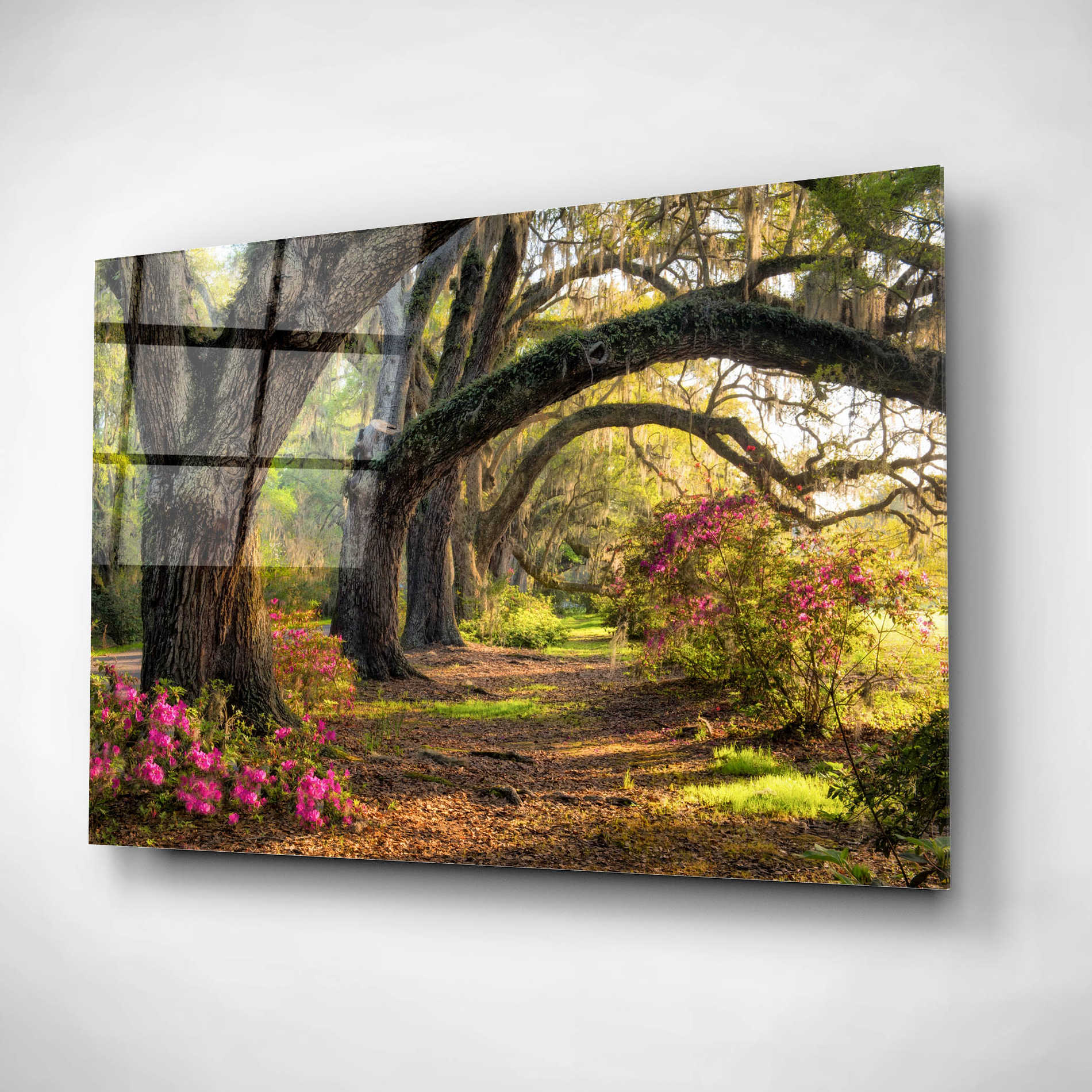 Epic Art 'Under the Live Oaks I' by Danny Head, Acrylic Glass Wall Art,16x12