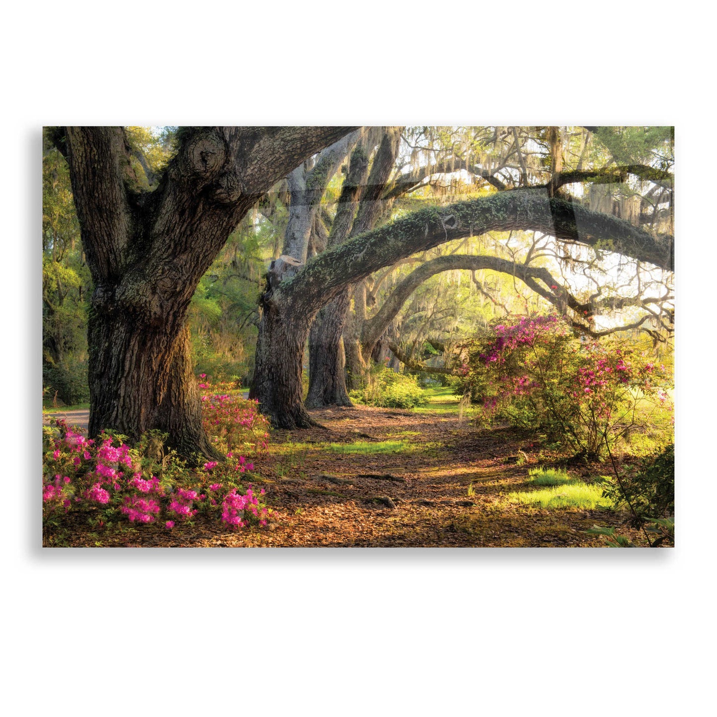 Epic Art 'Under the Live Oaks I' by Danny Head, Acrylic Glass Wall Art,16x12