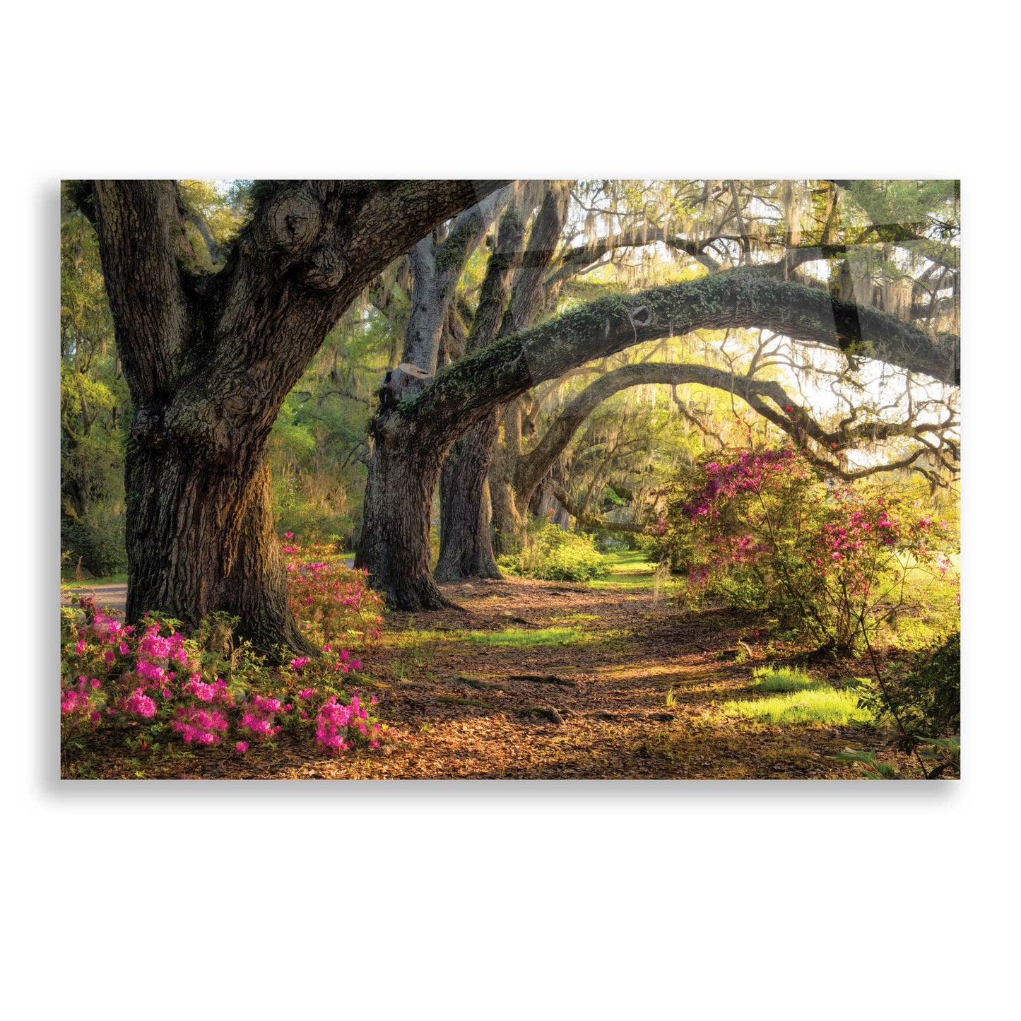 Epic Art 'Under the Live Oaks I' by Danny Head, Acrylic Glass Wall Art,24x16