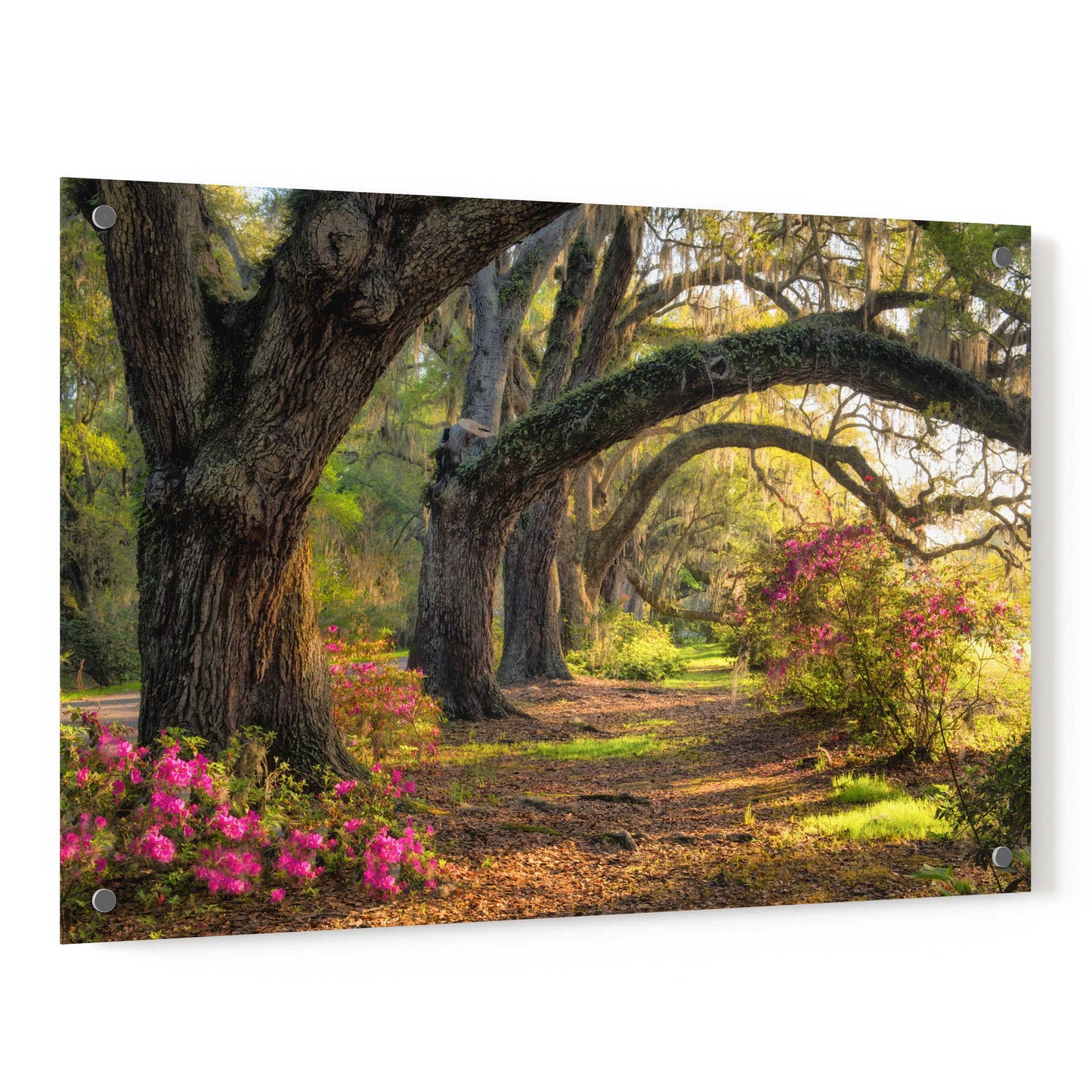 Epic Art 'Under the Live Oaks I' by Danny Head, Acrylic Glass Wall Art,36x24