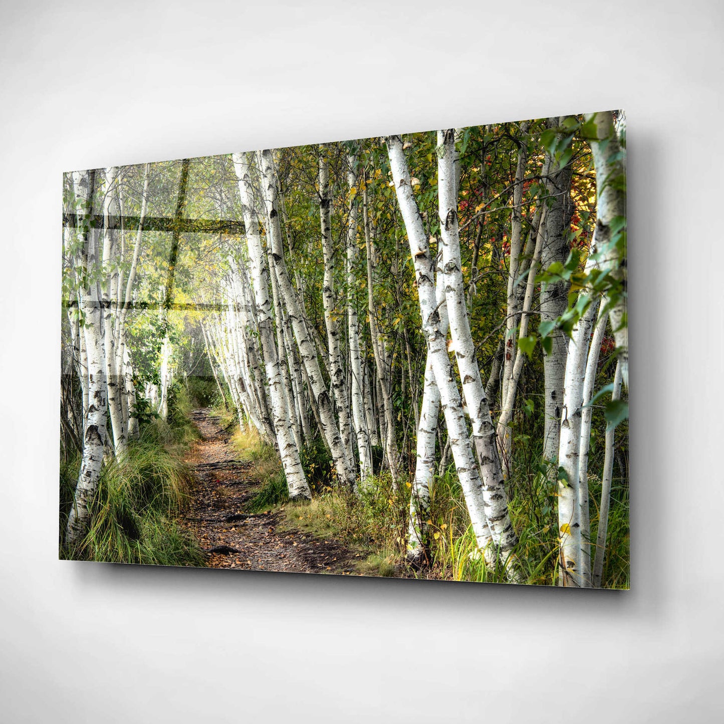 Epic Art 'A Walk Through the Birch Trees' by Danny Head, Acrylic Glass Wall Art,16x12