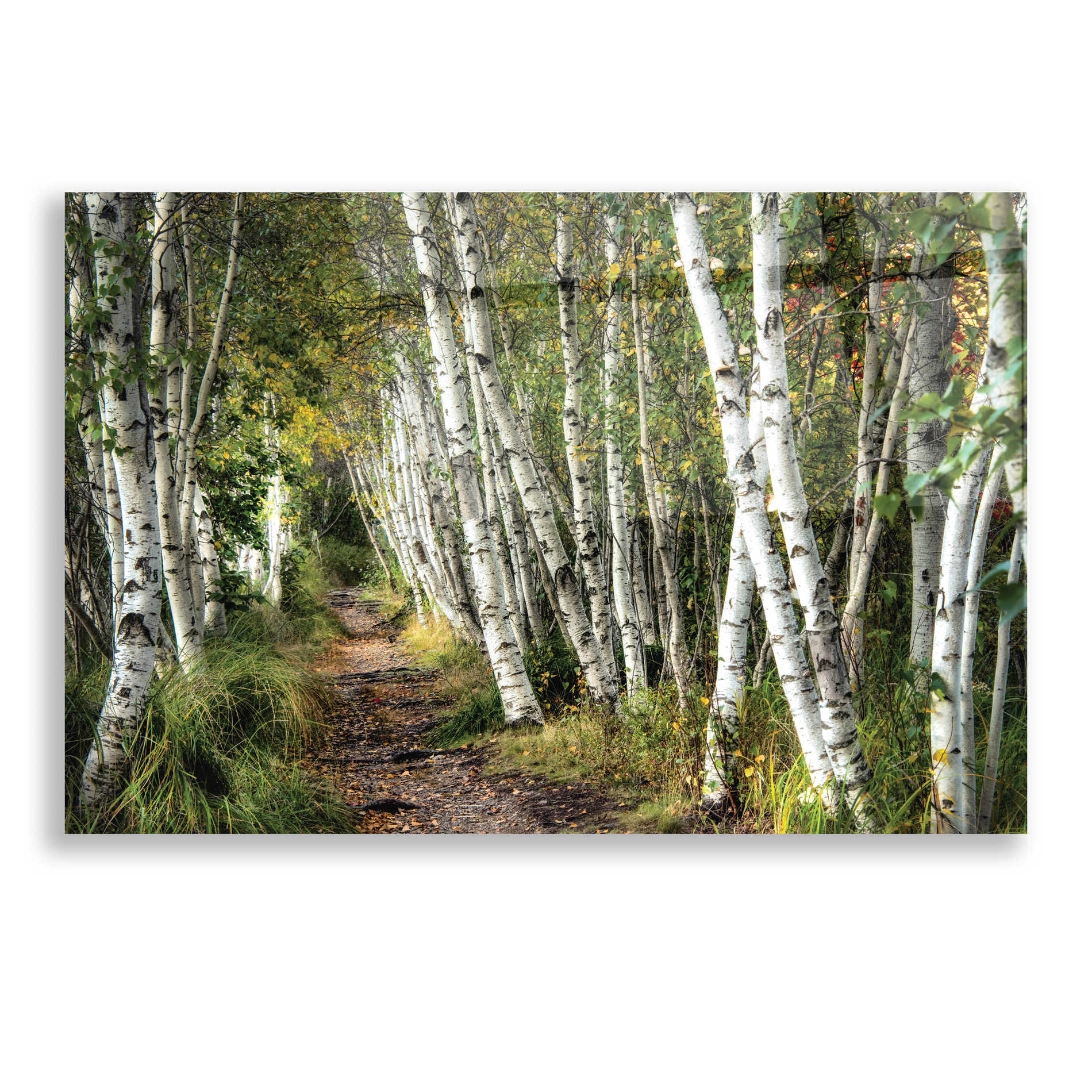 Epic Art 'A Walk Through the Birch Trees' by Danny Head, Acrylic Glass Wall Art,16x12