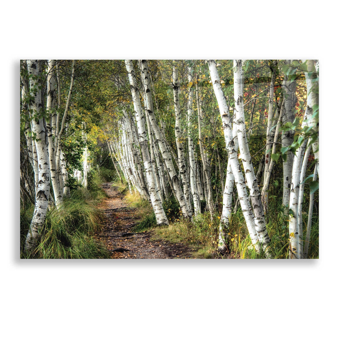 Epic Art 'A Walk Through the Birch Trees' by Danny Head, Acrylic Glass Wall Art,24x16