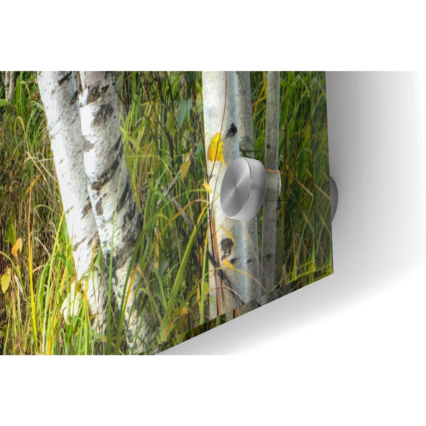 Epic Art 'A Walk Through the Birch Trees' by Danny Head, Acrylic Glass Wall Art,36x24