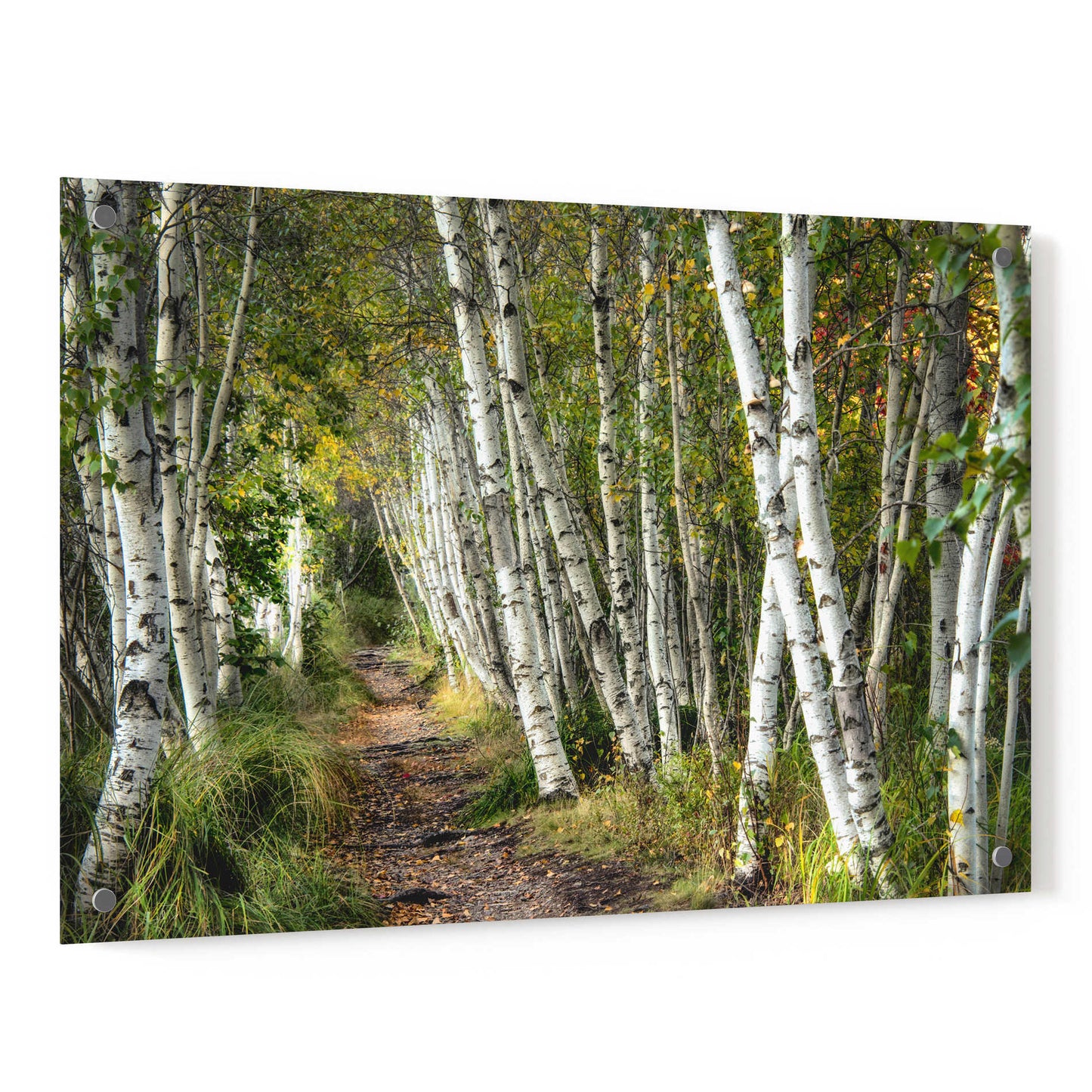 Epic Art 'A Walk Through the Birch Trees' by Danny Head, Acrylic Glass Wall Art,36x24