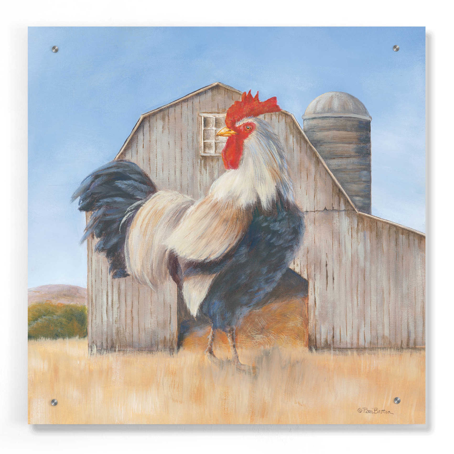 Epic Art 'Country Rooster' by Pam Britton, Acrylic Glass Wall Art,24x24