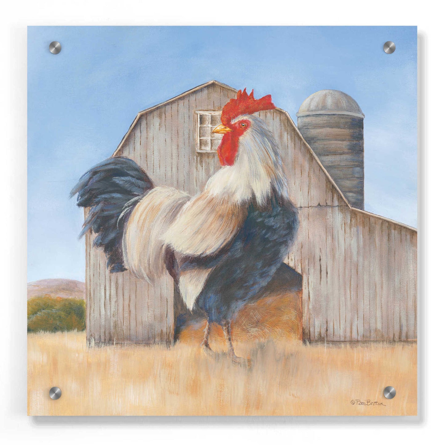 Epic Art 'Country Rooster' by Pam Britton, Acrylic Glass Wall Art,36x36