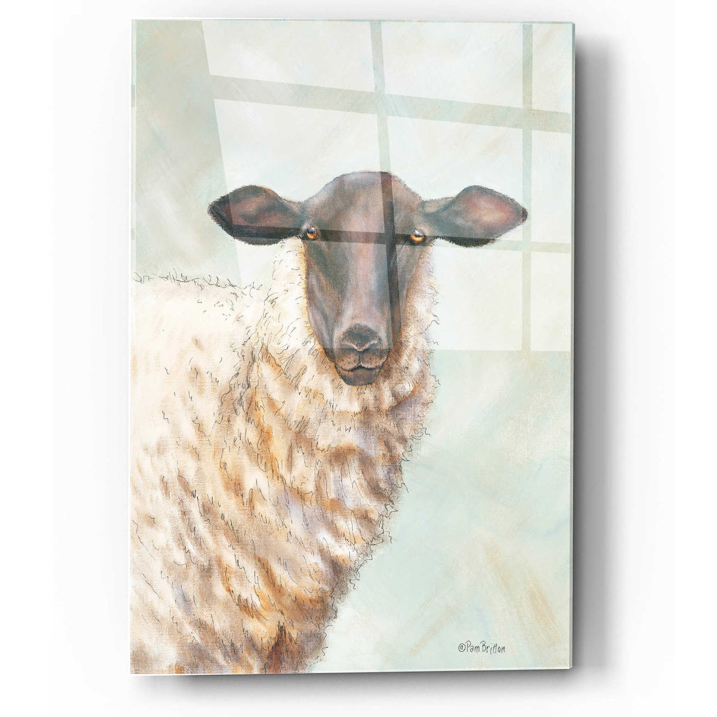 Epic Art 'Farm Sheep' by Pam Britton, Acrylic Glass Wall Art,12x16