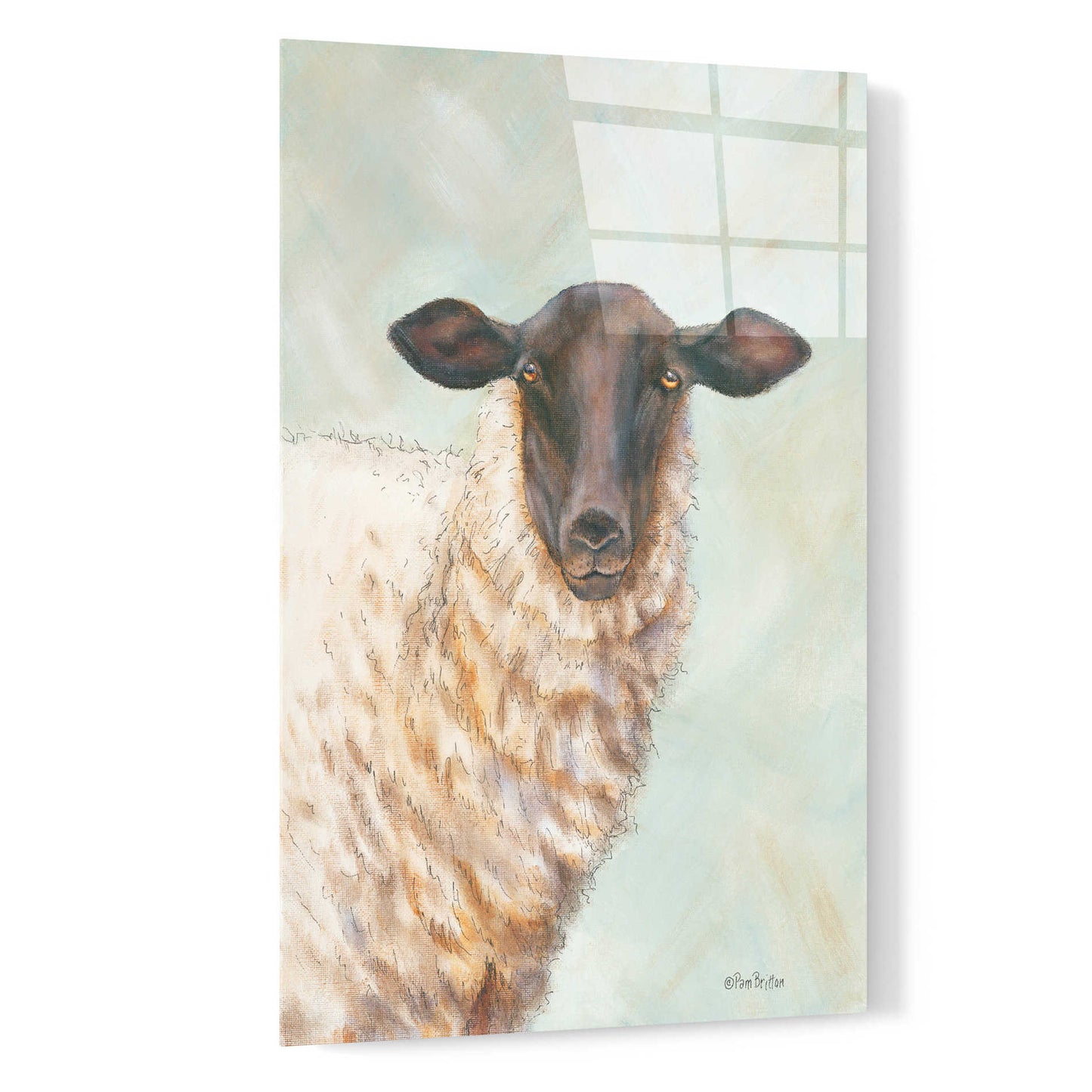 Epic Art 'Farm Sheep' by Pam Britton, Acrylic Glass Wall Art,16x24