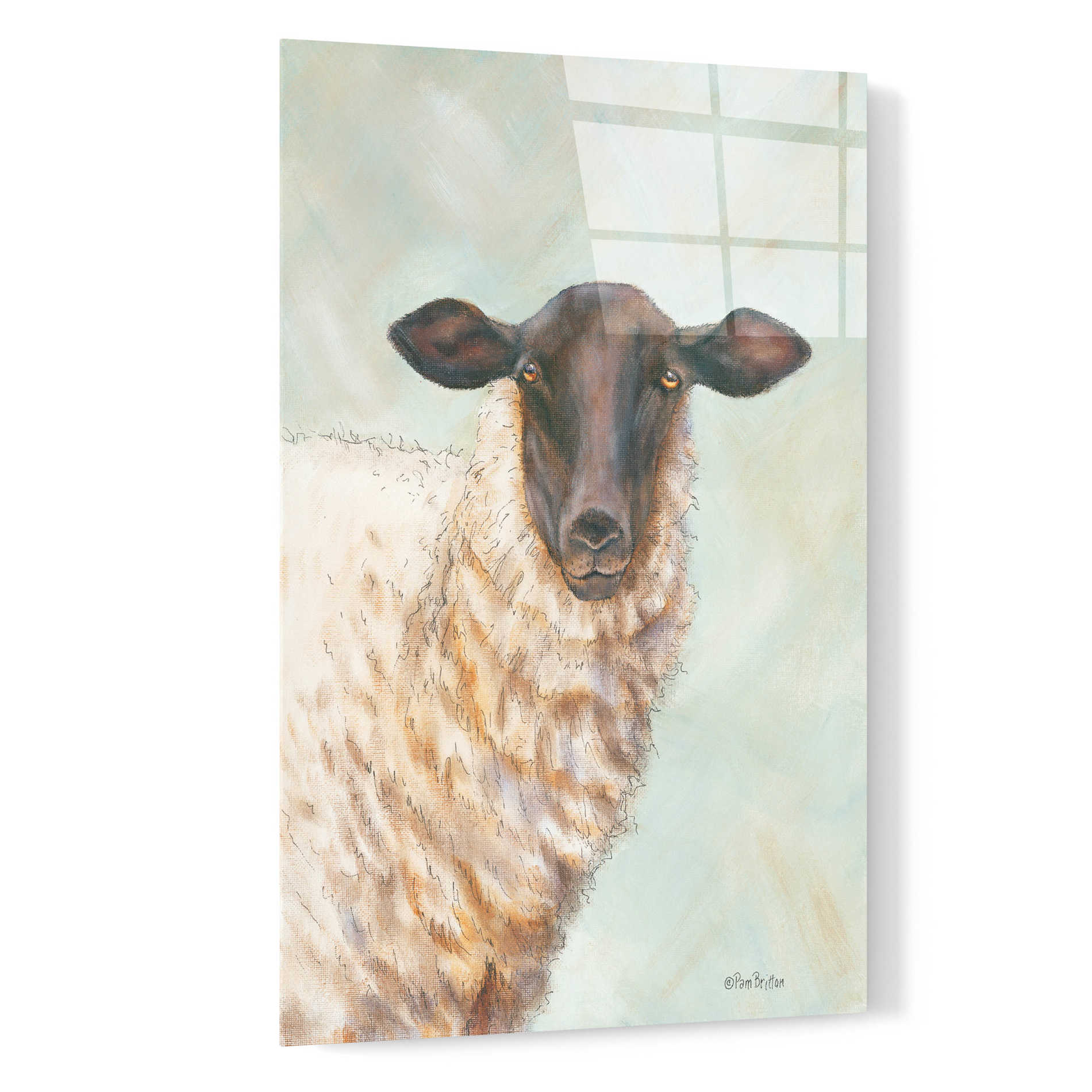 Epic Art 'Farm Sheep' by Pam Britton, Acrylic Glass Wall Art,16x24