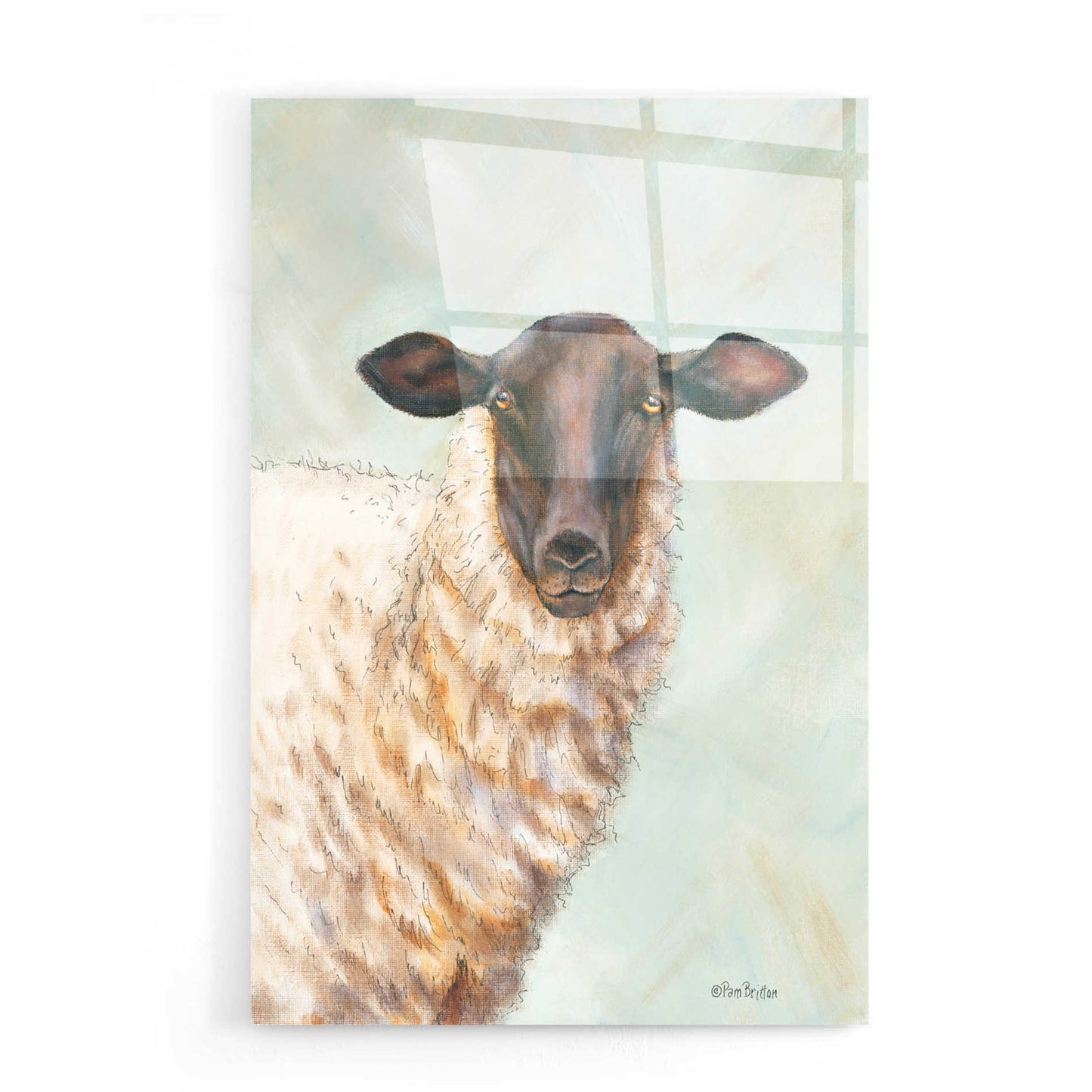 Epic Art 'Farm Sheep' by Pam Britton, Acrylic Glass Wall Art,16x24