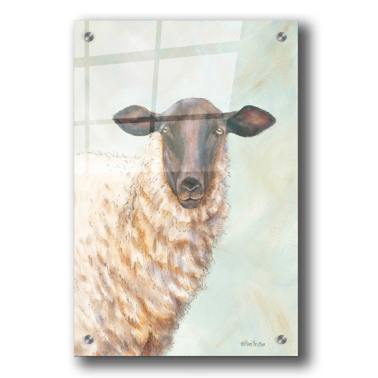 Epic Art 'Farm Sheep' by Pam Britton, Acrylic Glass Wall Art,24x36