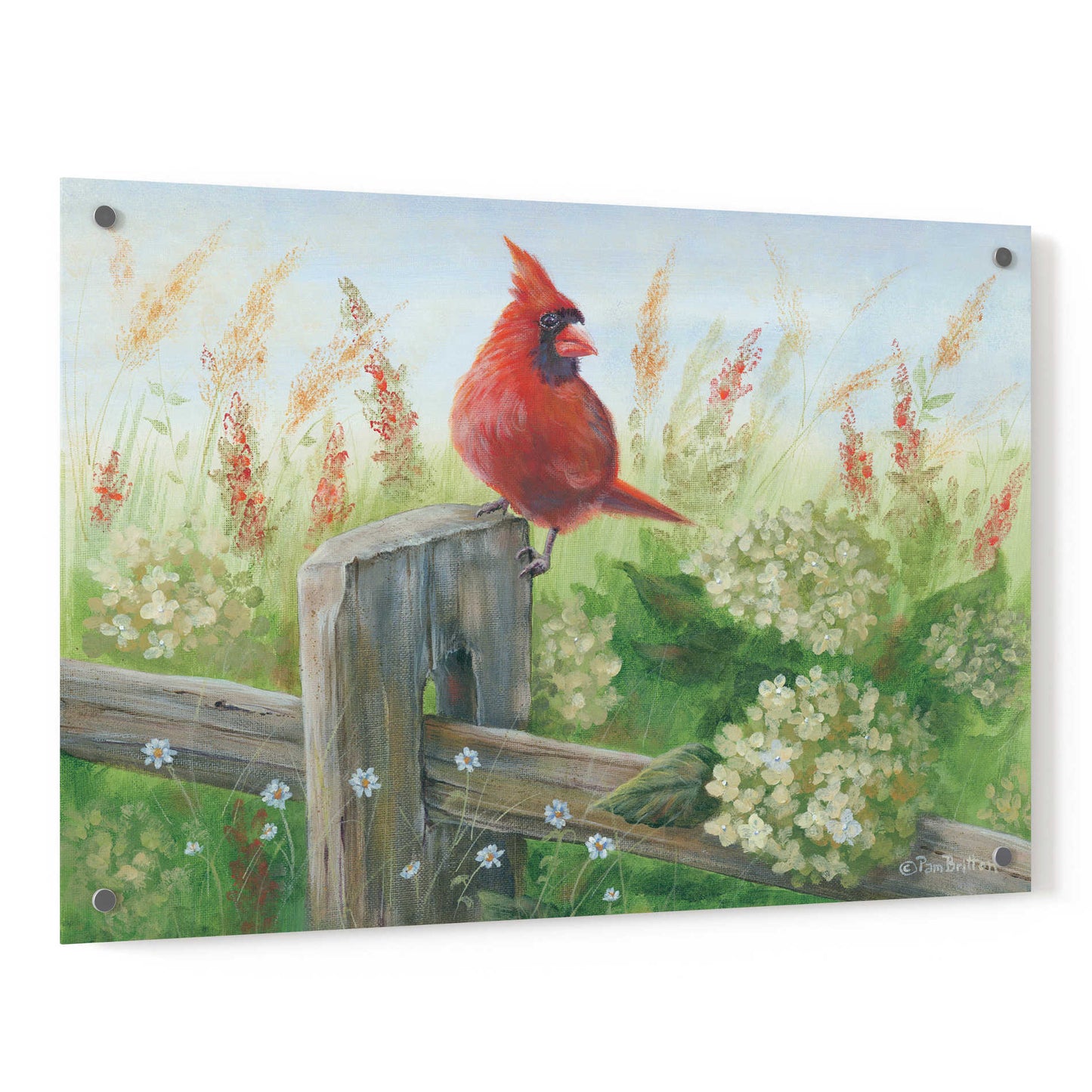 Epic Art 'Cardinal on Fence' by Pam Britton, Acrylic Glass Wall Art,36x24