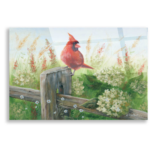 Epic Art 'Cardinal on Fence' by Pam Britton, Acrylic Glass Wall Art