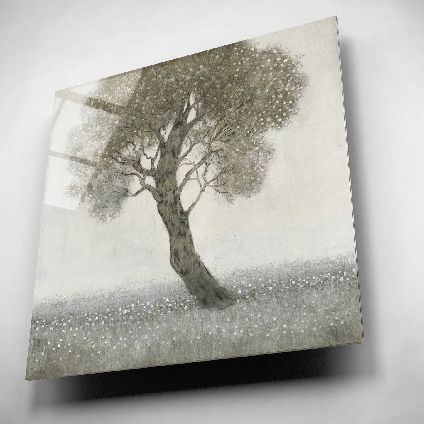 Epic Art 'White Blossom Tree' by Tim O'Toole, Acrylic Glass Wall Art,12x12