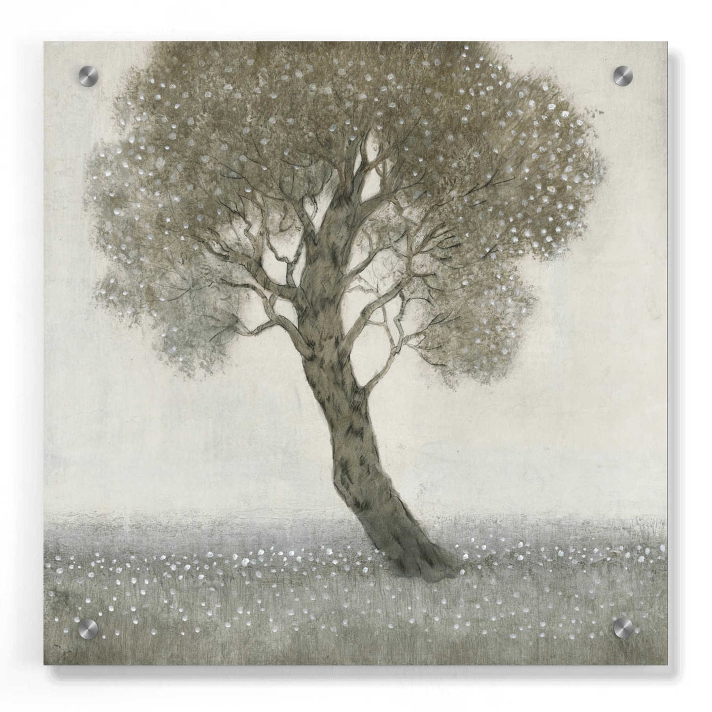 Epic Art 'White Blossom Tree' by Tim O'Toole, Acrylic Glass Wall Art,36x36