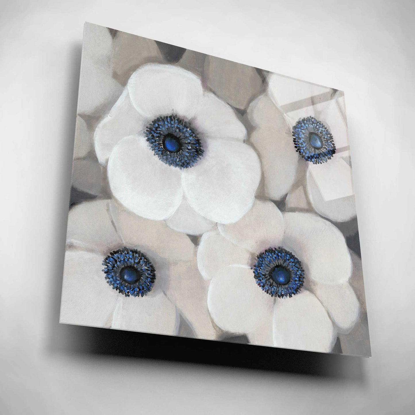 Epic Art 'White Anemone II' by Tim O'Toole, Acrylic Glass Wall Art,12x12