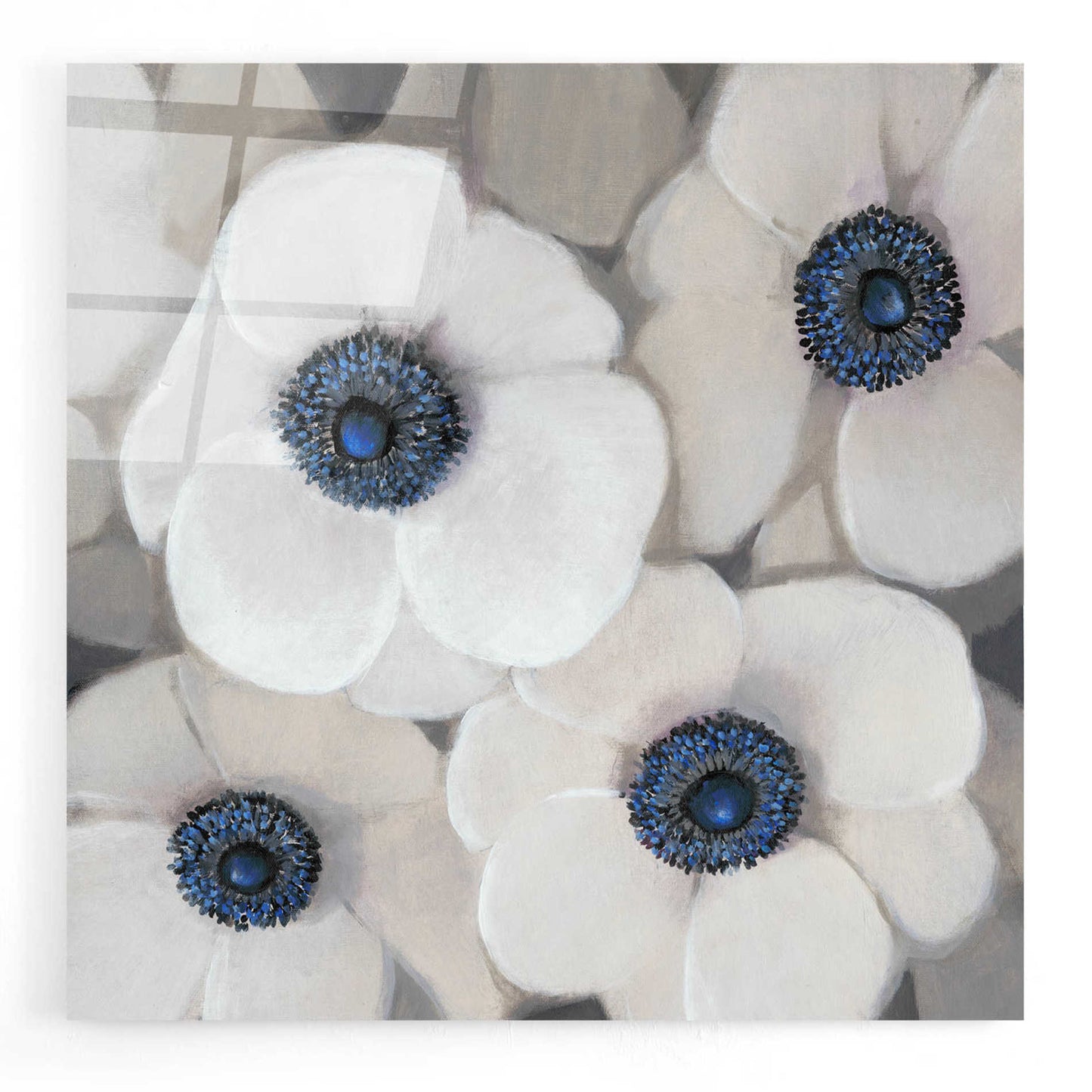 Epic Art 'White Anemone II' by Tim O'Toole, Acrylic Glass Wall Art,24x24