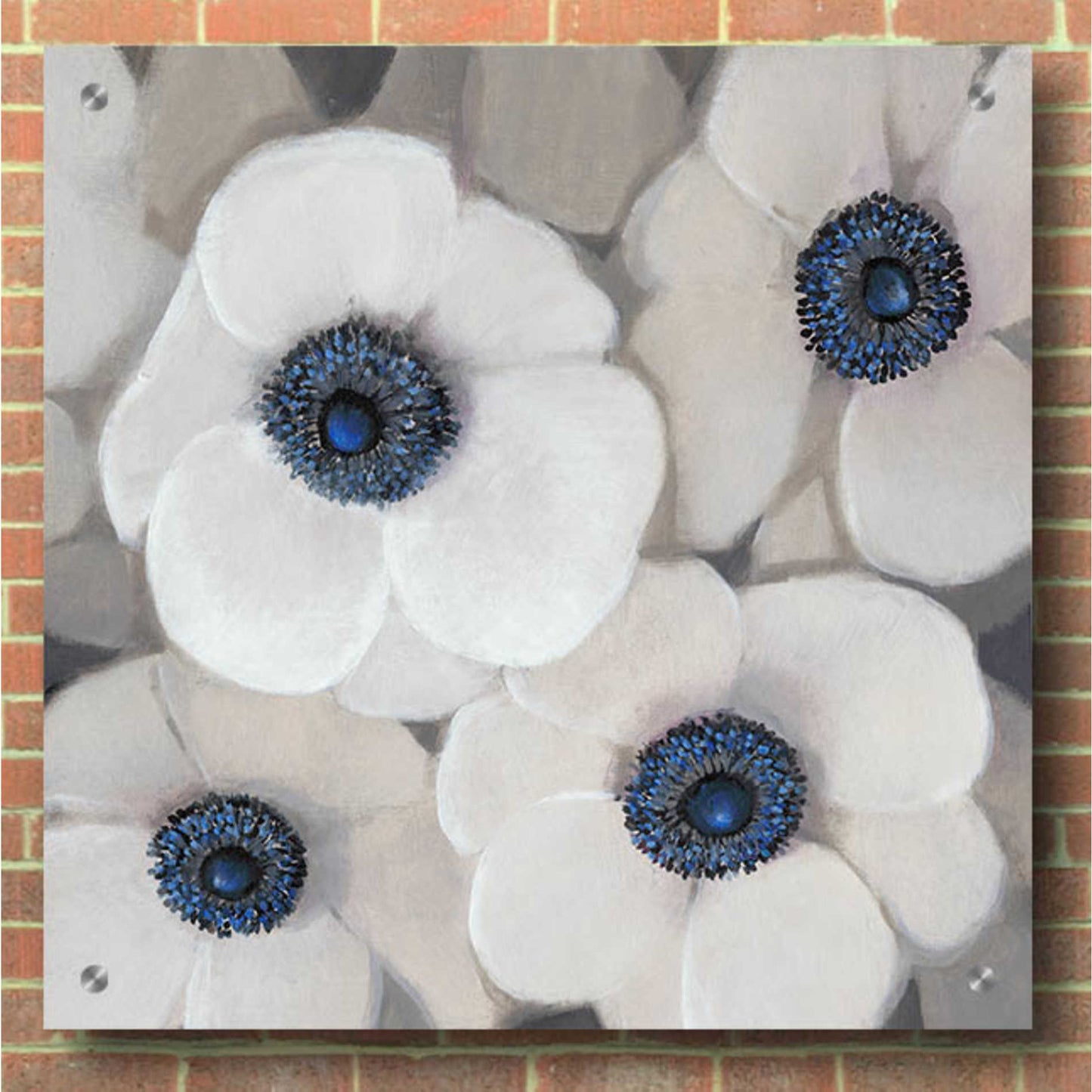 Epic Art 'White Anemone II' by Tim O'Toole, Acrylic Glass Wall Art,36x36